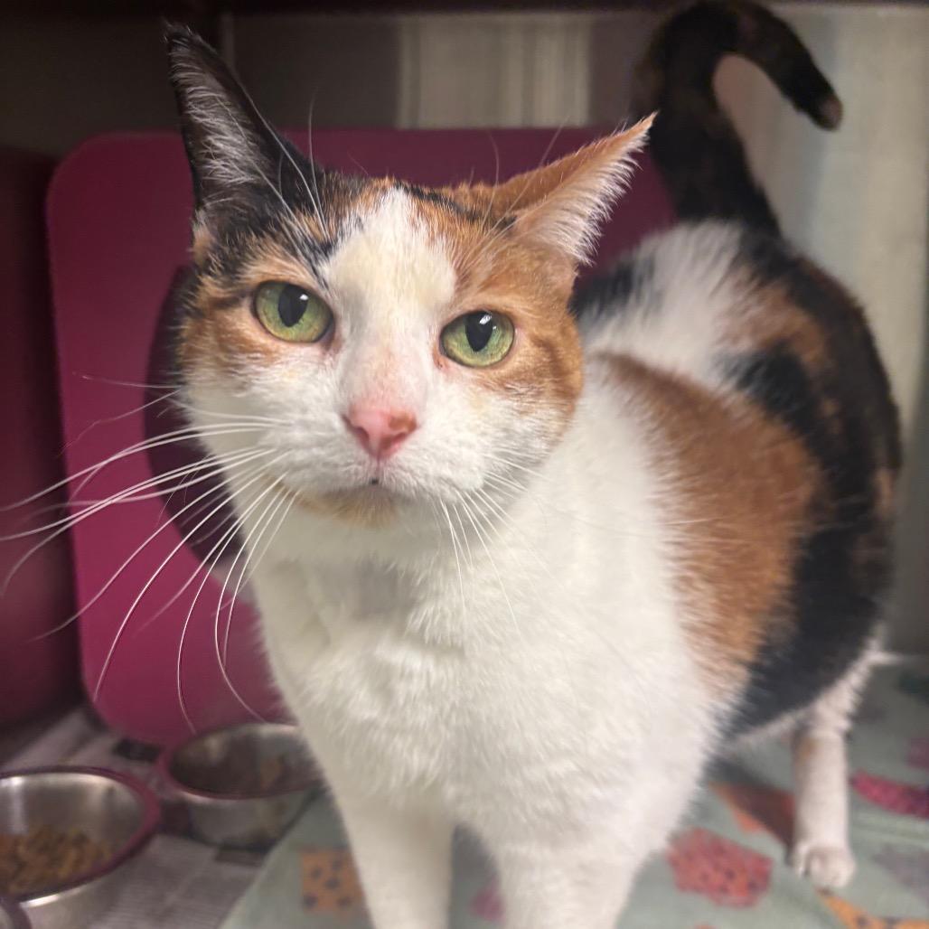 Cookie, Adoptable, Senior Female Domestic Short Hair.