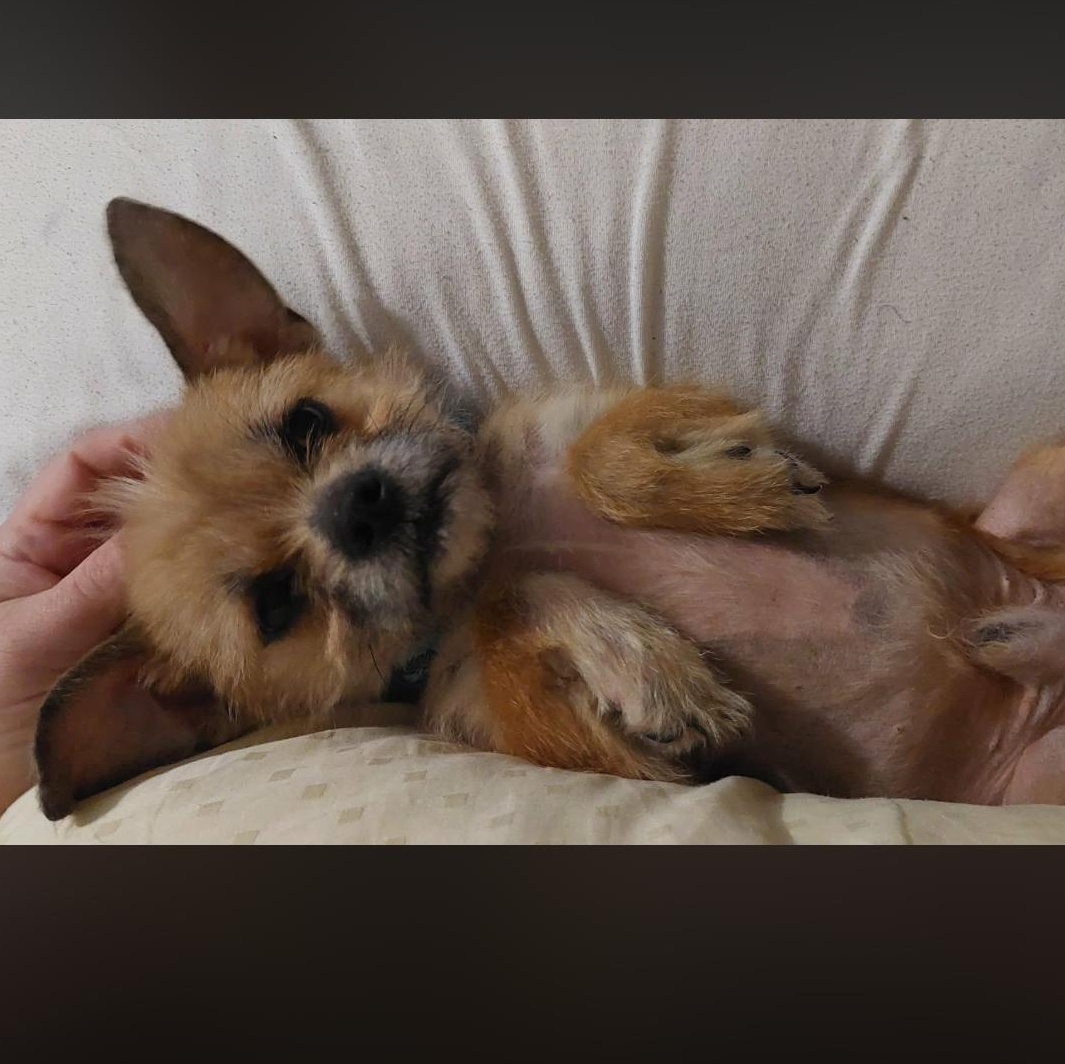 Dobby, a ADOPTABLE mixed breed in Covington, TN image 2/3