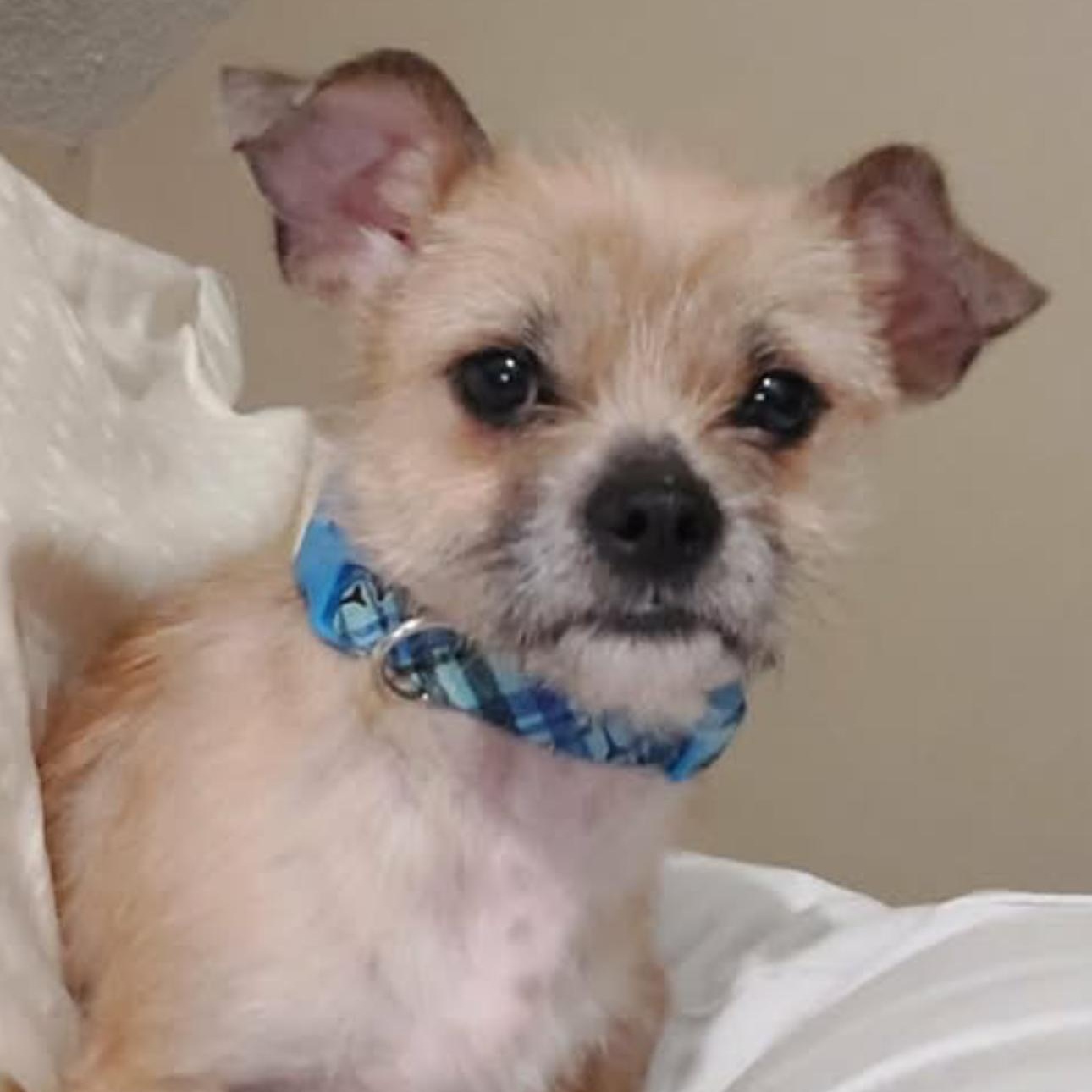 Dobby, ADOPTABLE, Young Male Bichon Frise & Chihuahua.
