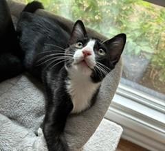 Felix, a ADOPTABLE Domestic Short Hair in Denver, CO image 3/3