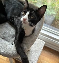 Felix, ADOPTABLE, Kitten Male Domestic Short Hair.