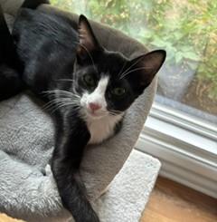 Felix, a ADOPTABLE Domestic Short Hair in Denver, CO image 2/3