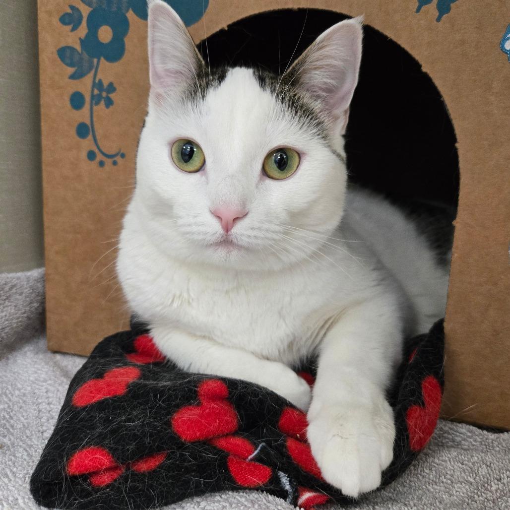 Enlarge Monica (Chow Hound Standale), a Adoptable Domestic Short Hair in West Olive, MI image 1/6