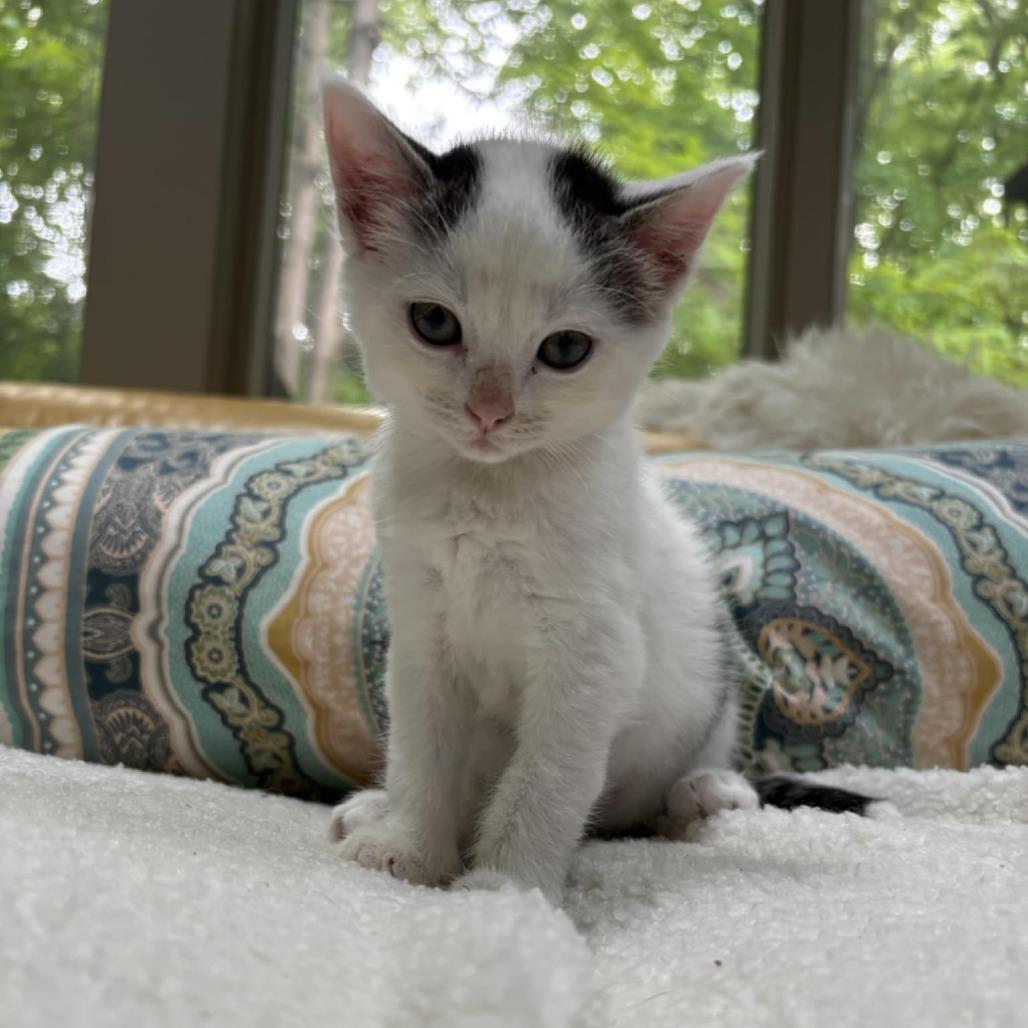 Enlarge Monica (Chow Hound Standale), a Adoptable Domestic Short Hair in West Olive, MI image 2/6