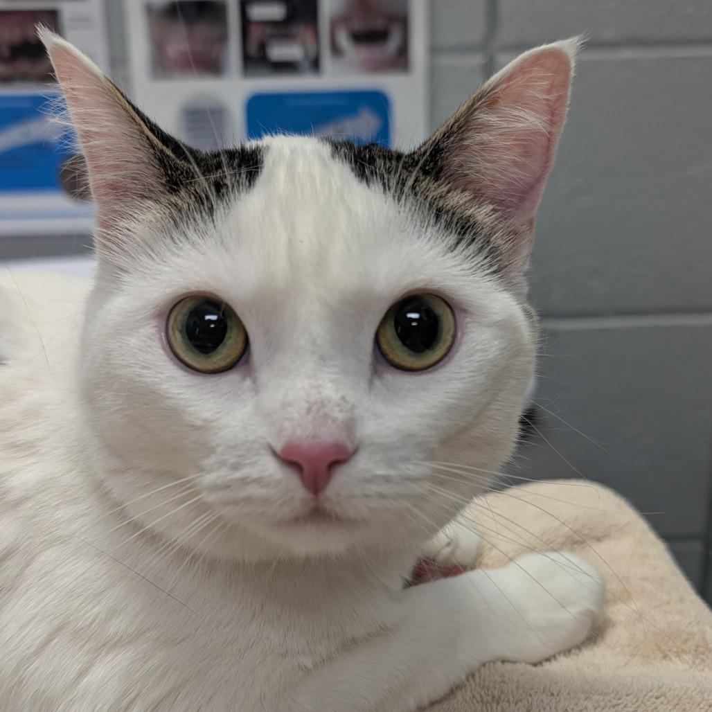 Enlarge Monica (Chow Hound Standale), a Adoptable Domestic Short Hair in West Olive, MI image 4/6