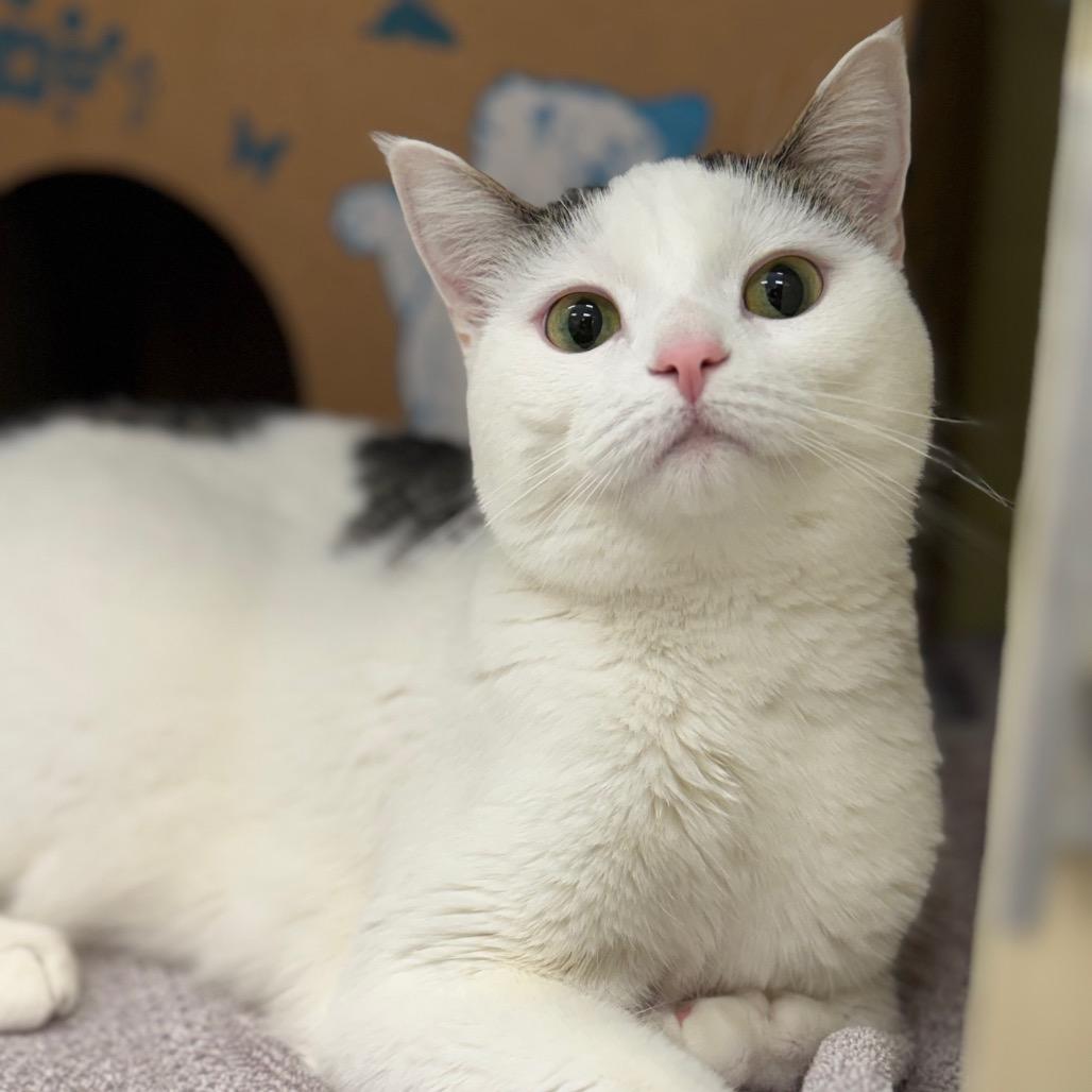 Enlarge Monica (Chow Hound Standale), a Adoptable Domestic Short Hair in West Olive, MI image 5/6