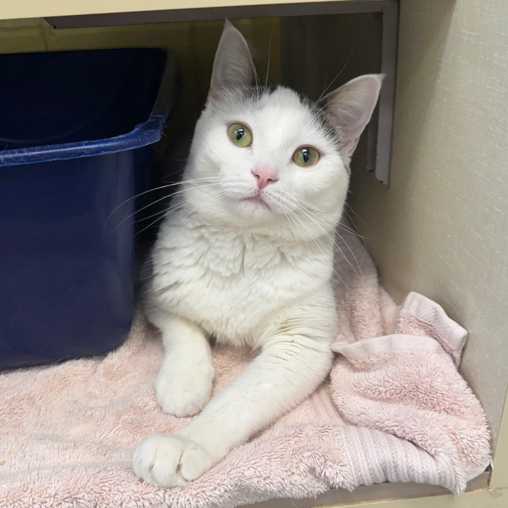 Enlarge Monica (Chow Hound Standale), a Adoptable Domestic Short Hair in West Olive, MI image 6/6