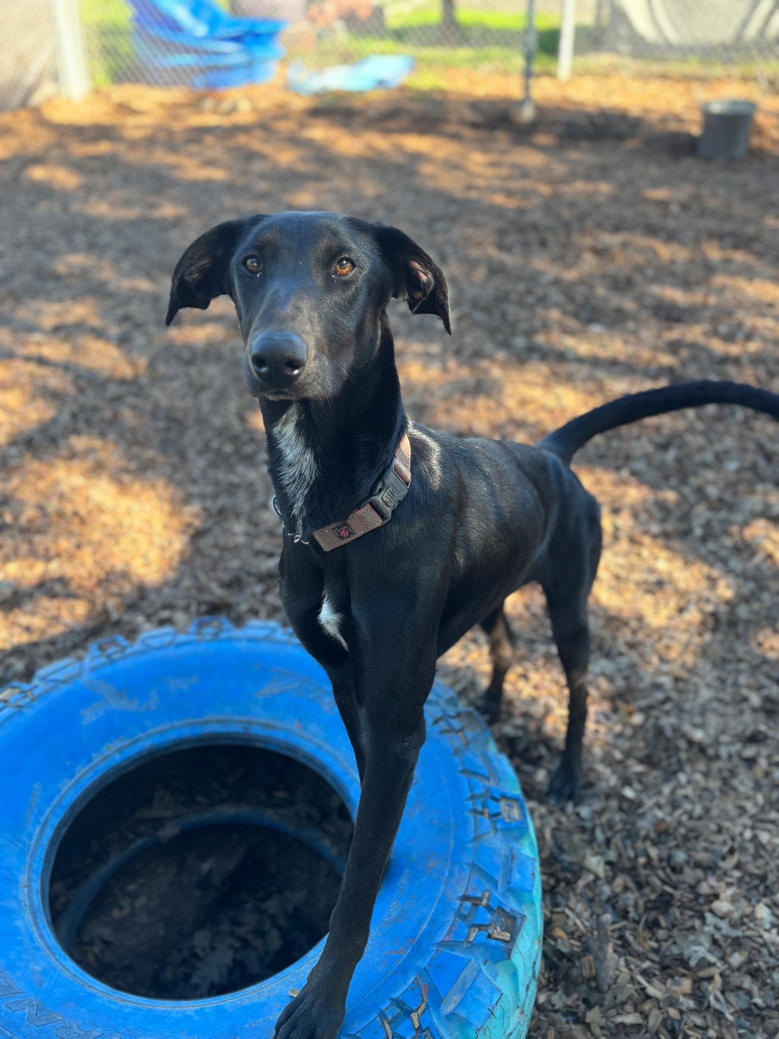 Enlarge Moira, a ADOPTABLE mixed breed in Santa Rosa, CA image 2/2