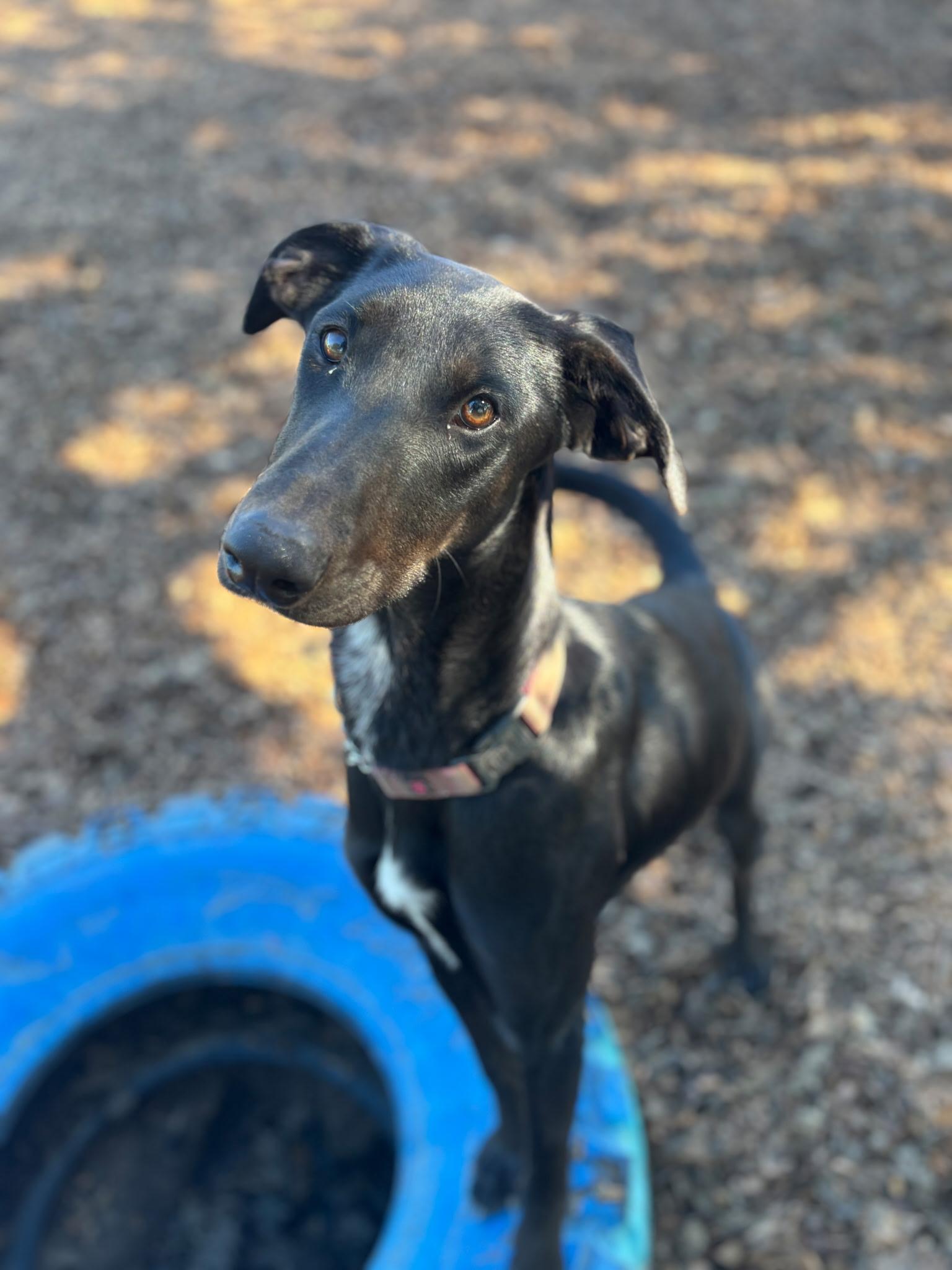 Moira, ADOPTABLE, Young Female Doberman Pinscher & Australian Cattle Dog / Blue Heeler.