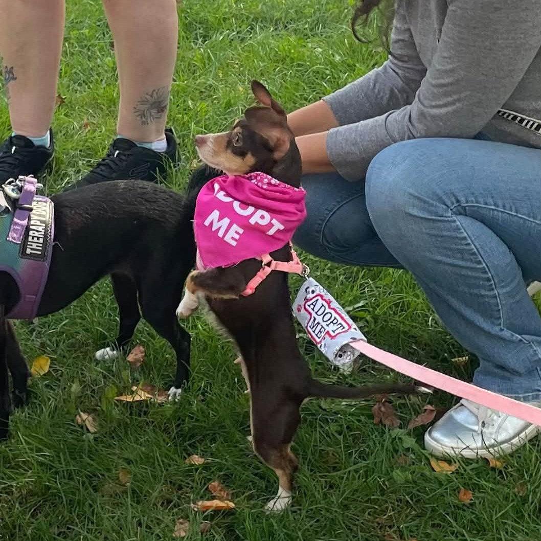 Annie, Adopted, Young Female Chihuahua.