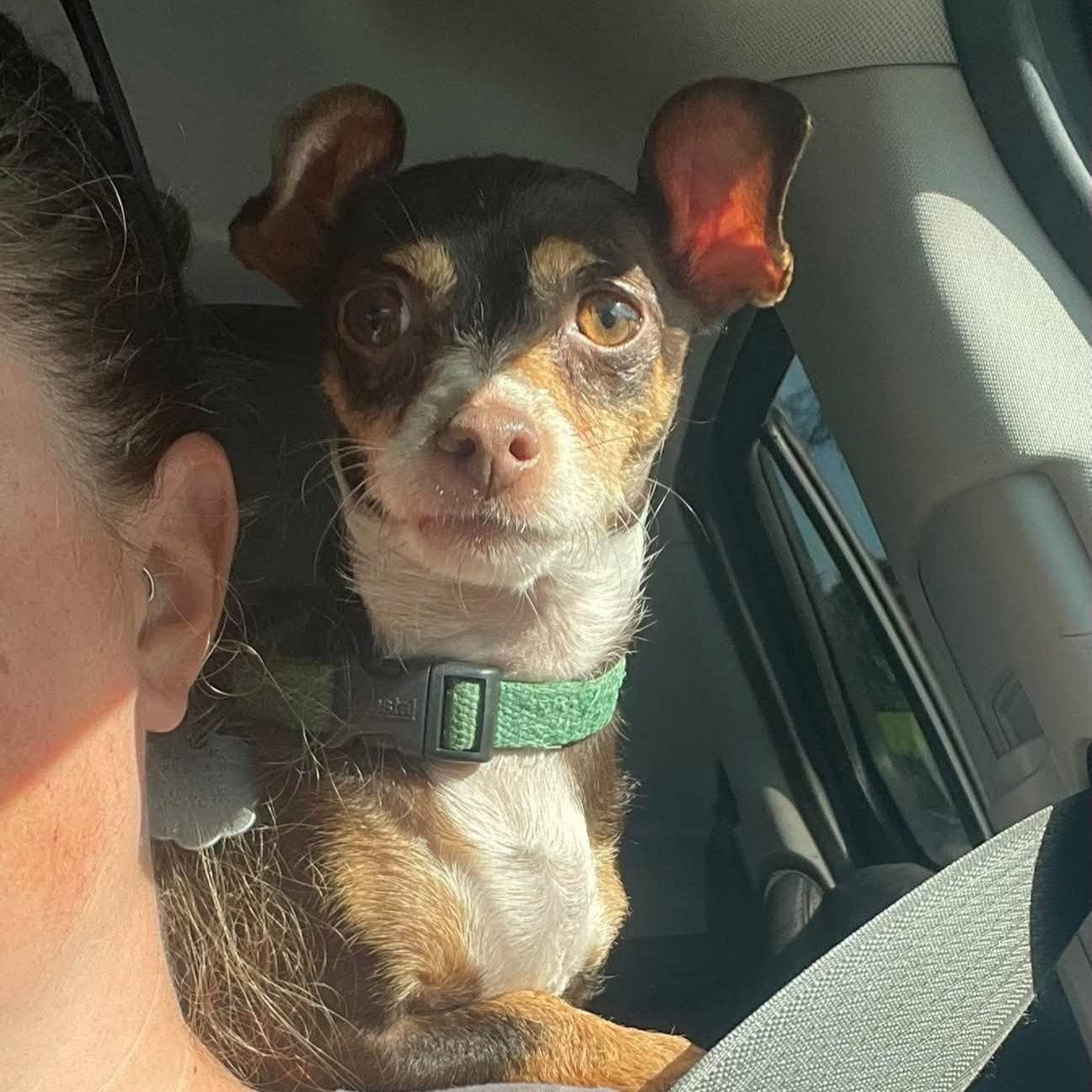 Enlarge Annie, a Adopted Chihuahua in Rochester, NY image 2/3