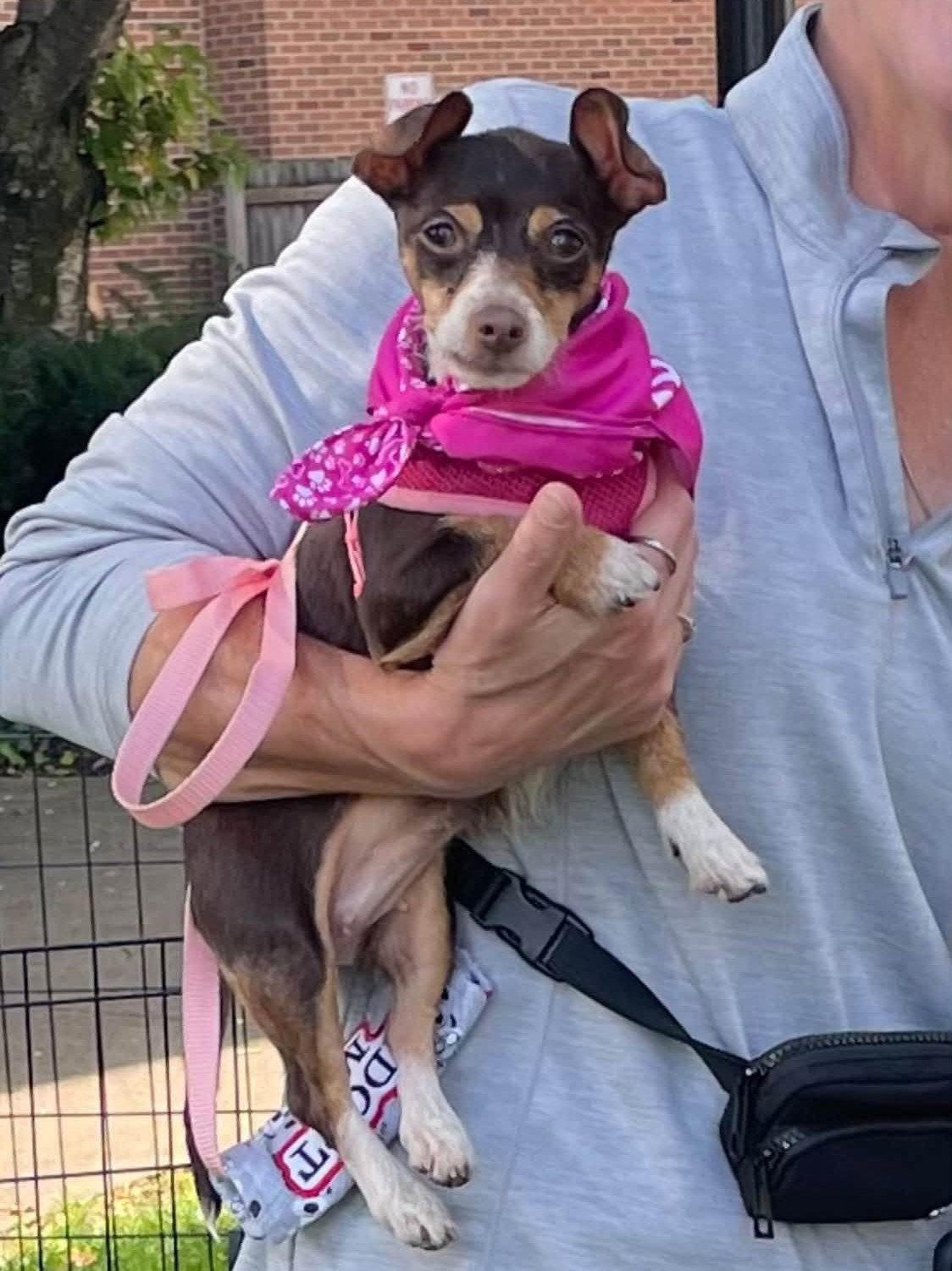 Enlarge Annie, a Adopted Chihuahua in Rochester, NY image 3/3