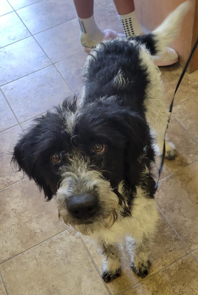 Enlarge Rocky, a Adoptable mixed breed in Heber City, UT image 1/3