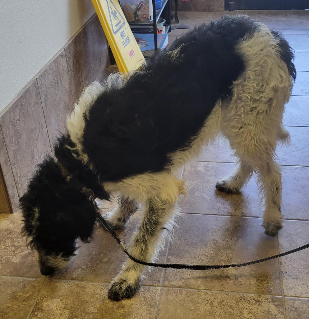 Enlarge Rocky, a Adoptable mixed breed in Heber City, UT image 2/3