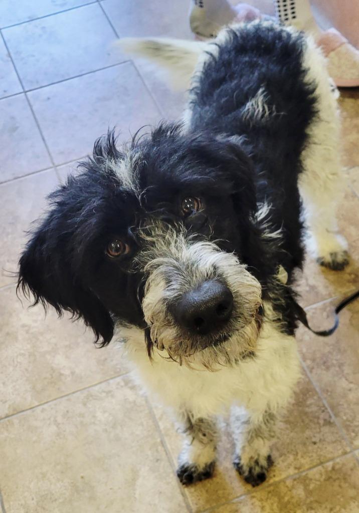 Enlarge Rocky, a Adoptable mixed breed in Heber City, UT image 3/3