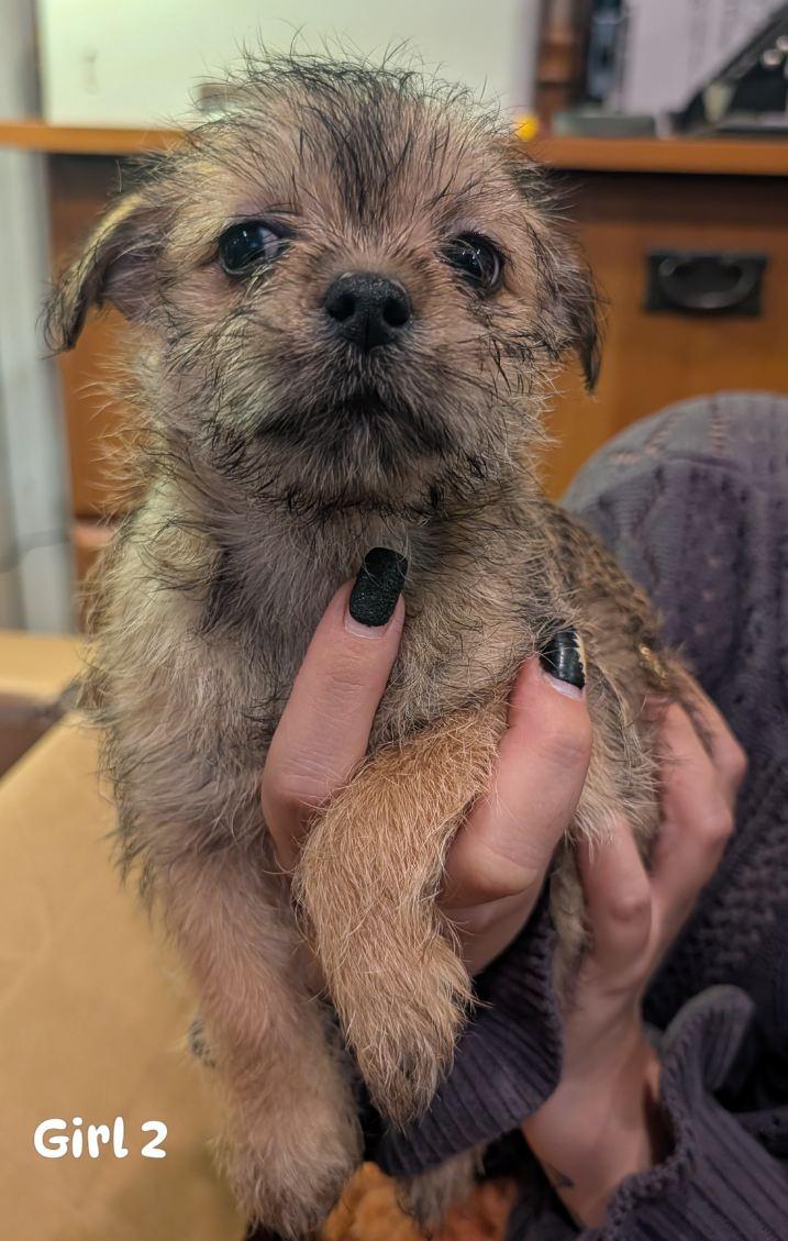 Girl from Scotch's litter photo