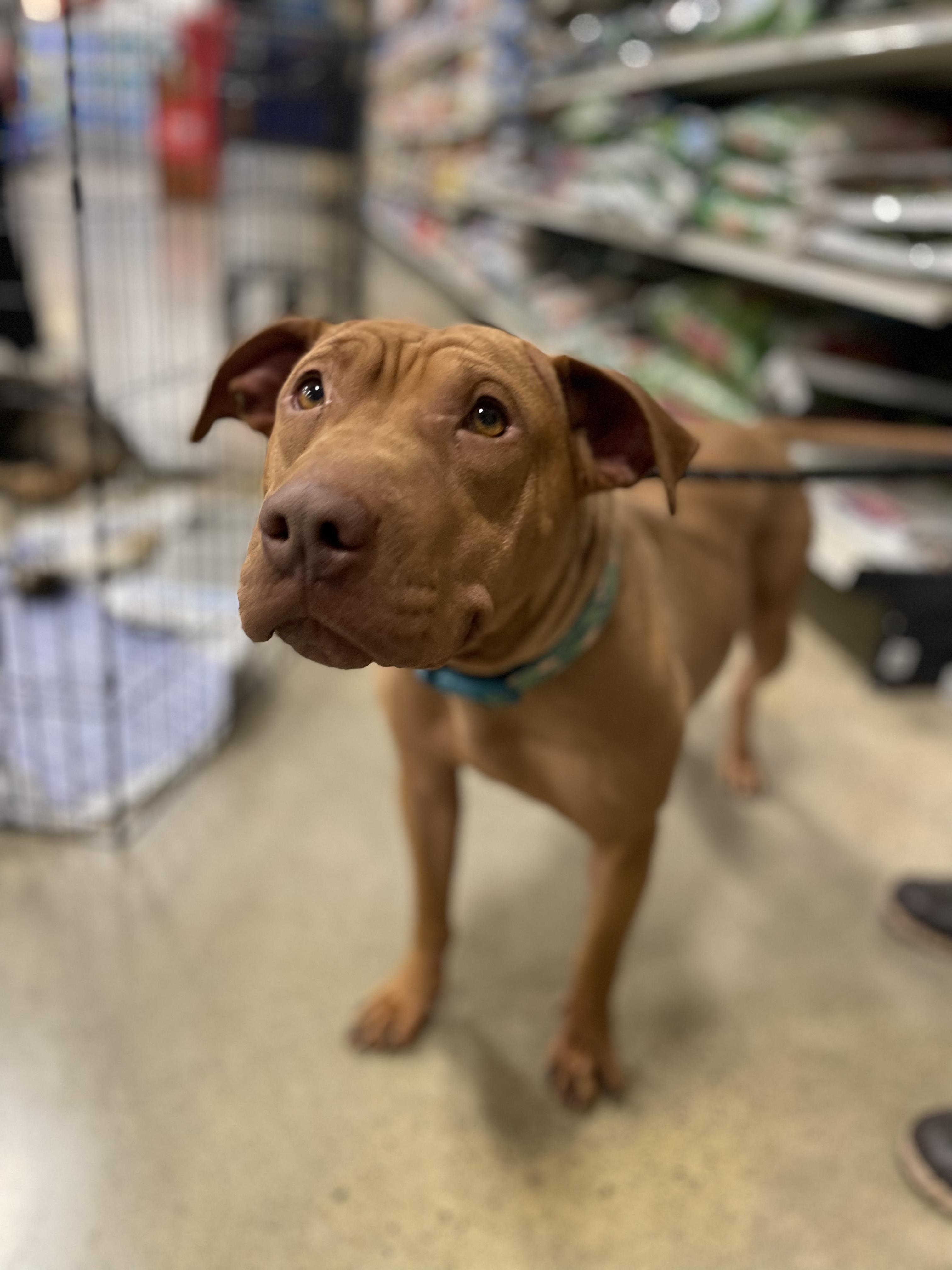 Enlarge Emma, a Adopted mixed breed in Billings, MT image 2/4