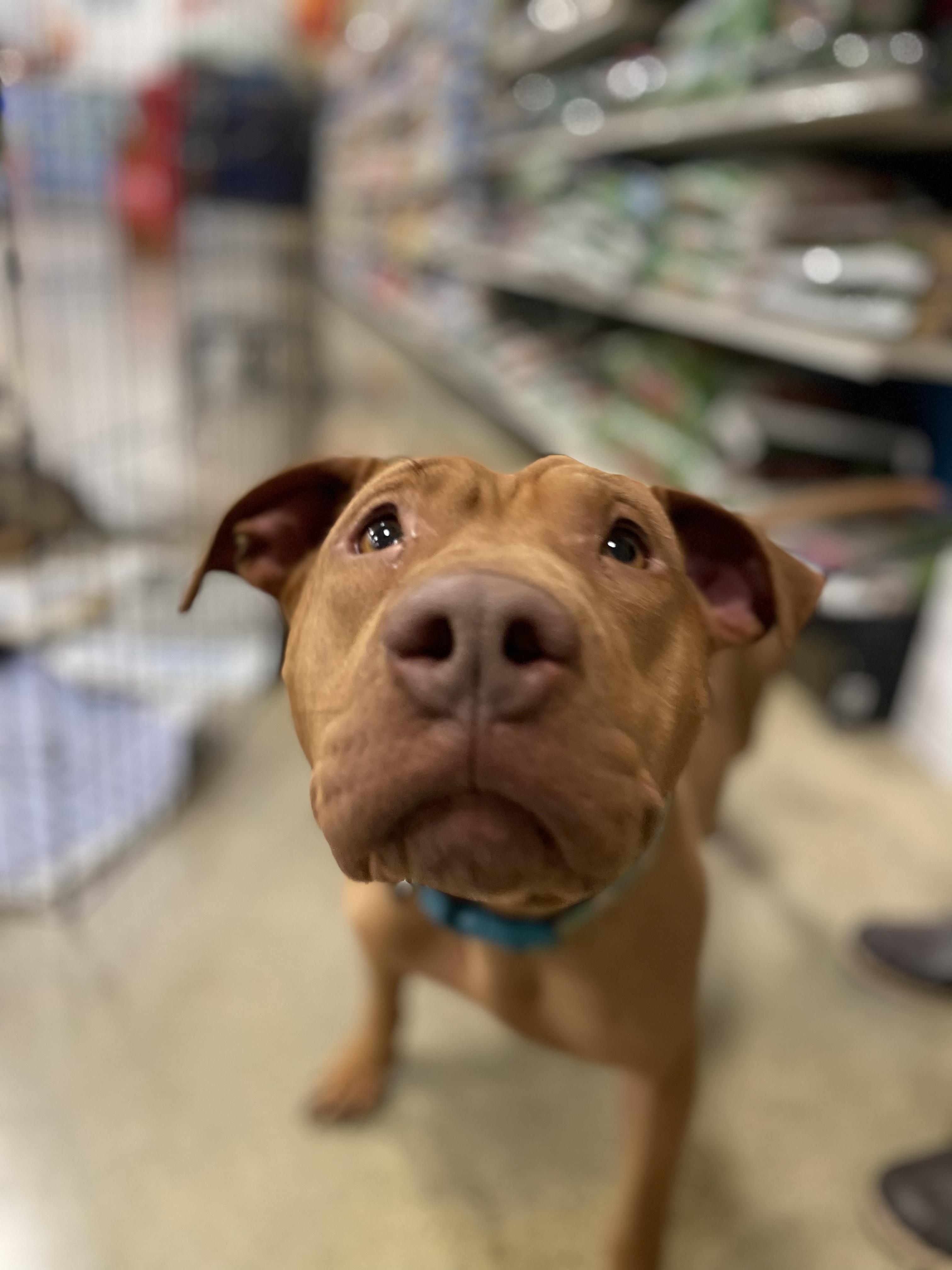 Enlarge Emma, a Adopted mixed breed in Billings, MT image 3/4