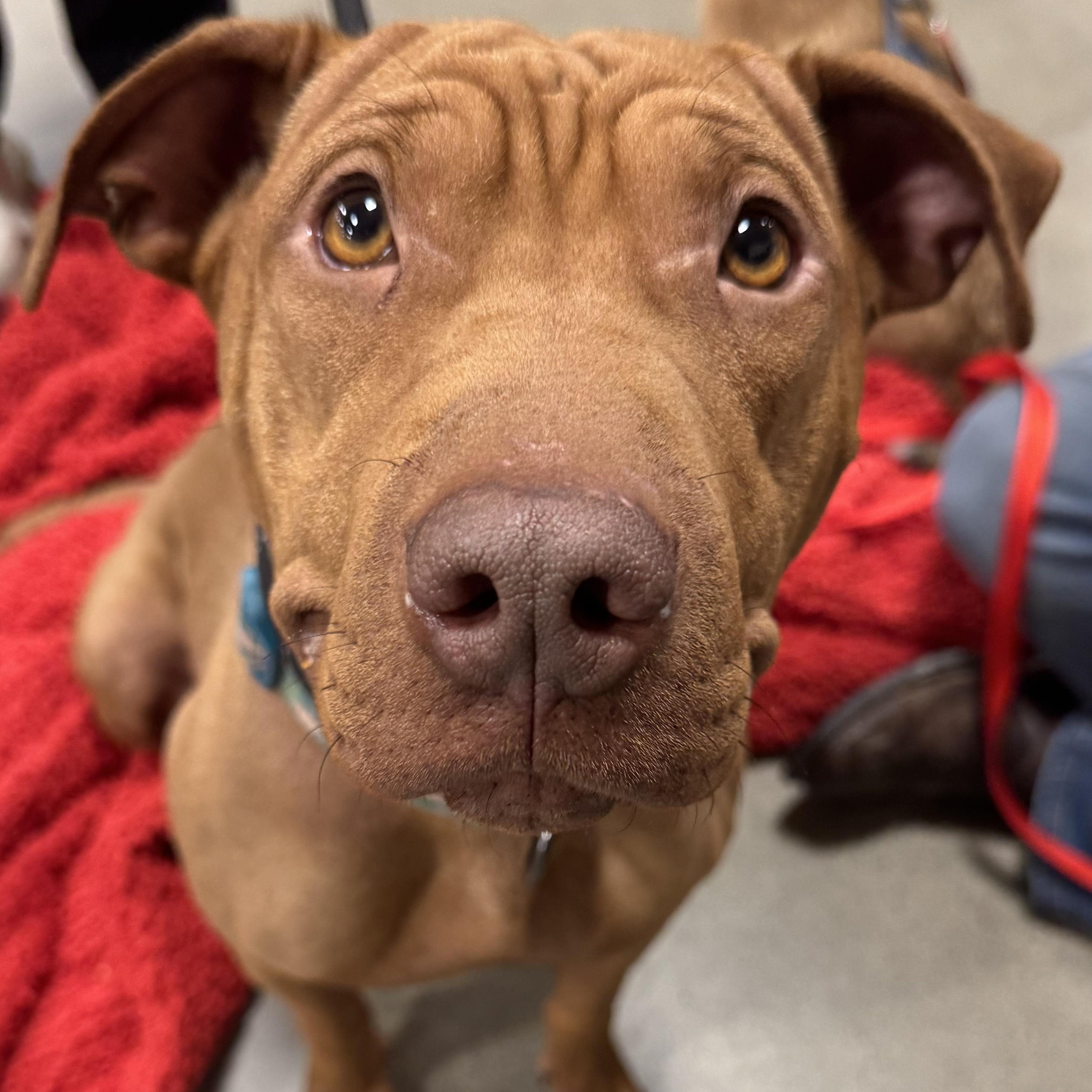 Emma, Adopted, Adult Female Shar-Pei & Pit Bull Terrier.
