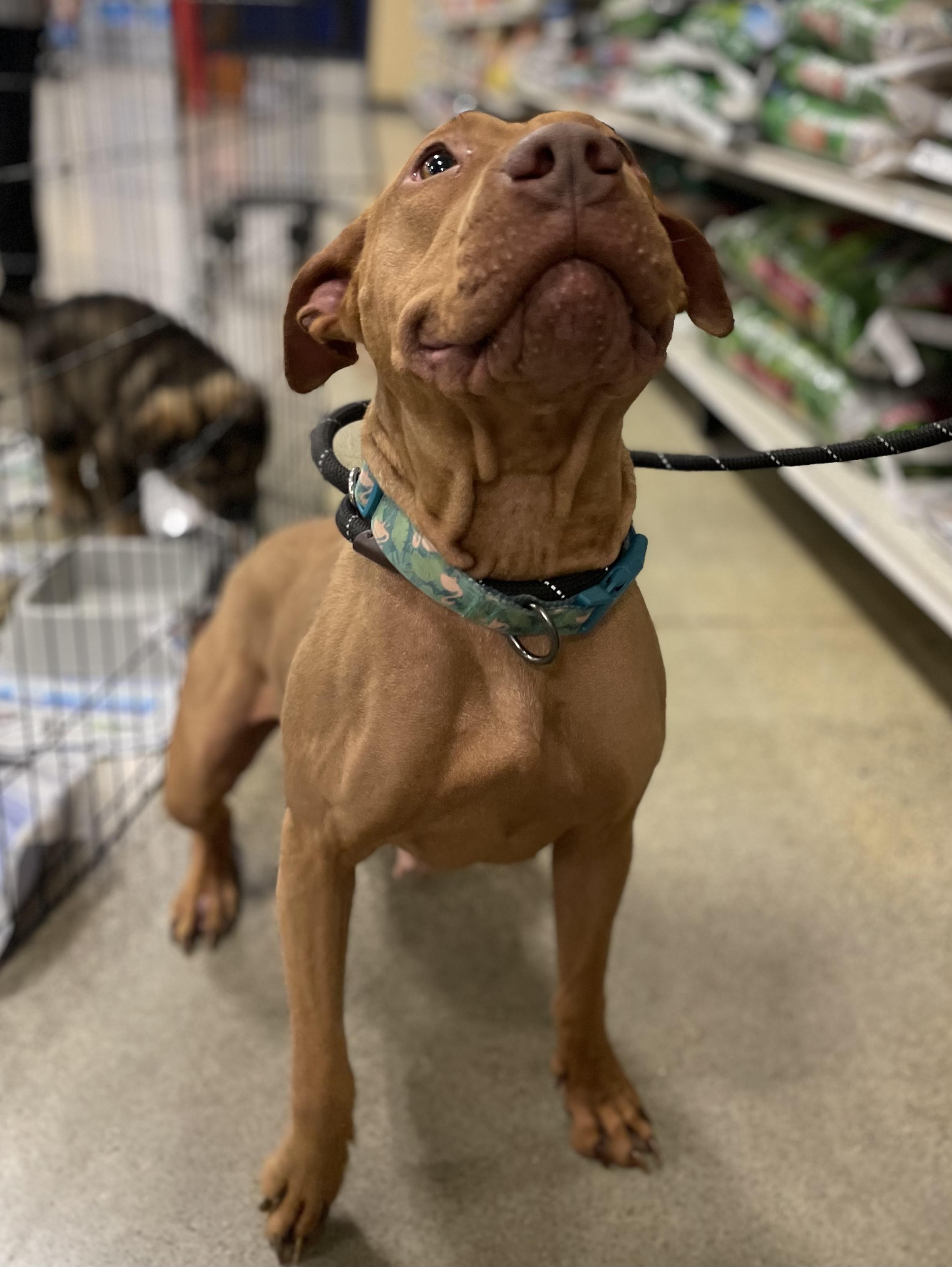 Enlarge Emma, a Adopted mixed breed in Billings, MT image 4/4