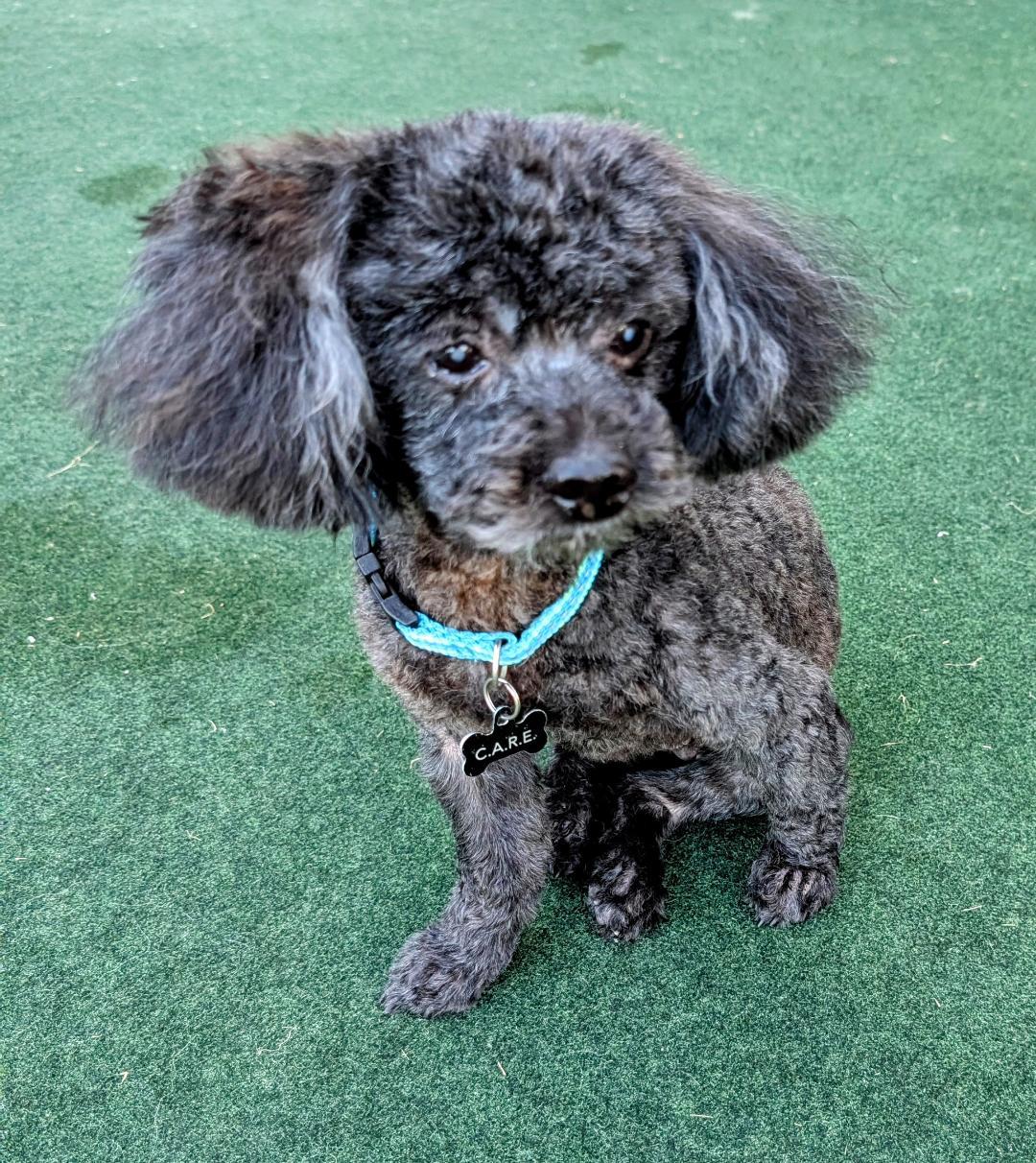 Enlarge Raven, an adopted Miniature Poodle in Sandston, VA image 1/1