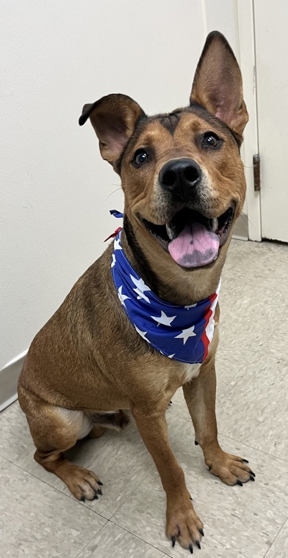 Chucky IN FOSTER  A0056993320 photo 2