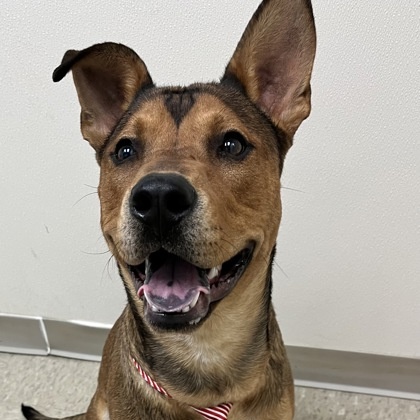 Chucky IN FOSTER  A0056993320 photo 1
