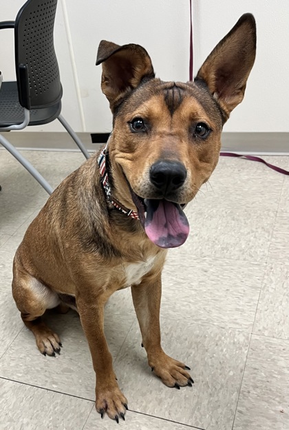 Chucky IN FOSTER  A0056993320 photo 3