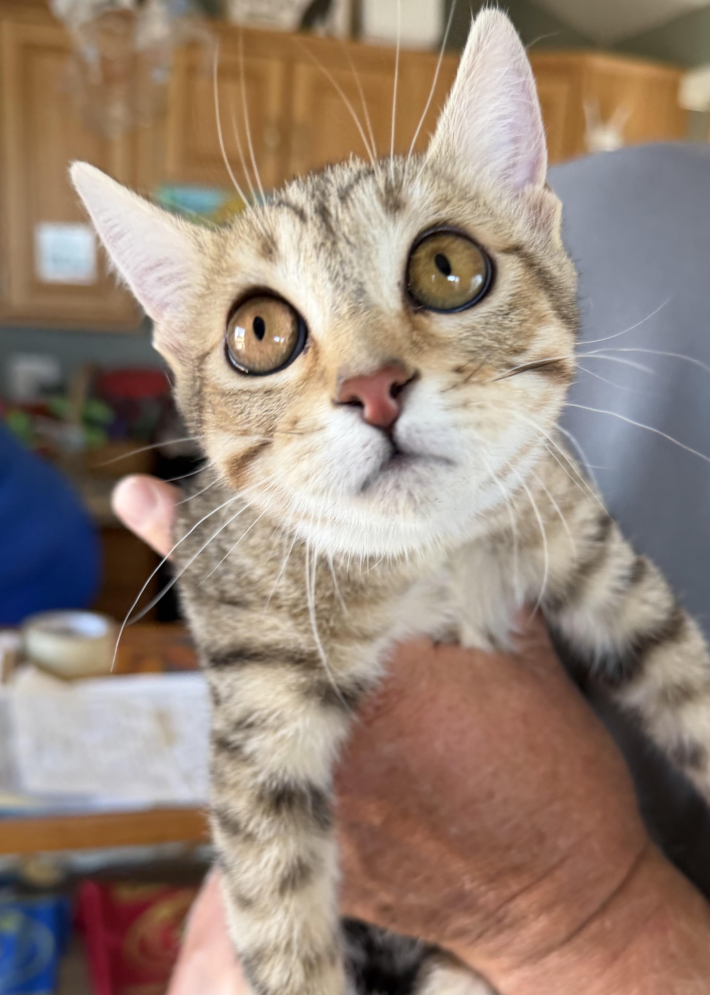 Mimi, ADOPTABLE, Kitten Female Domestic Short Hair.