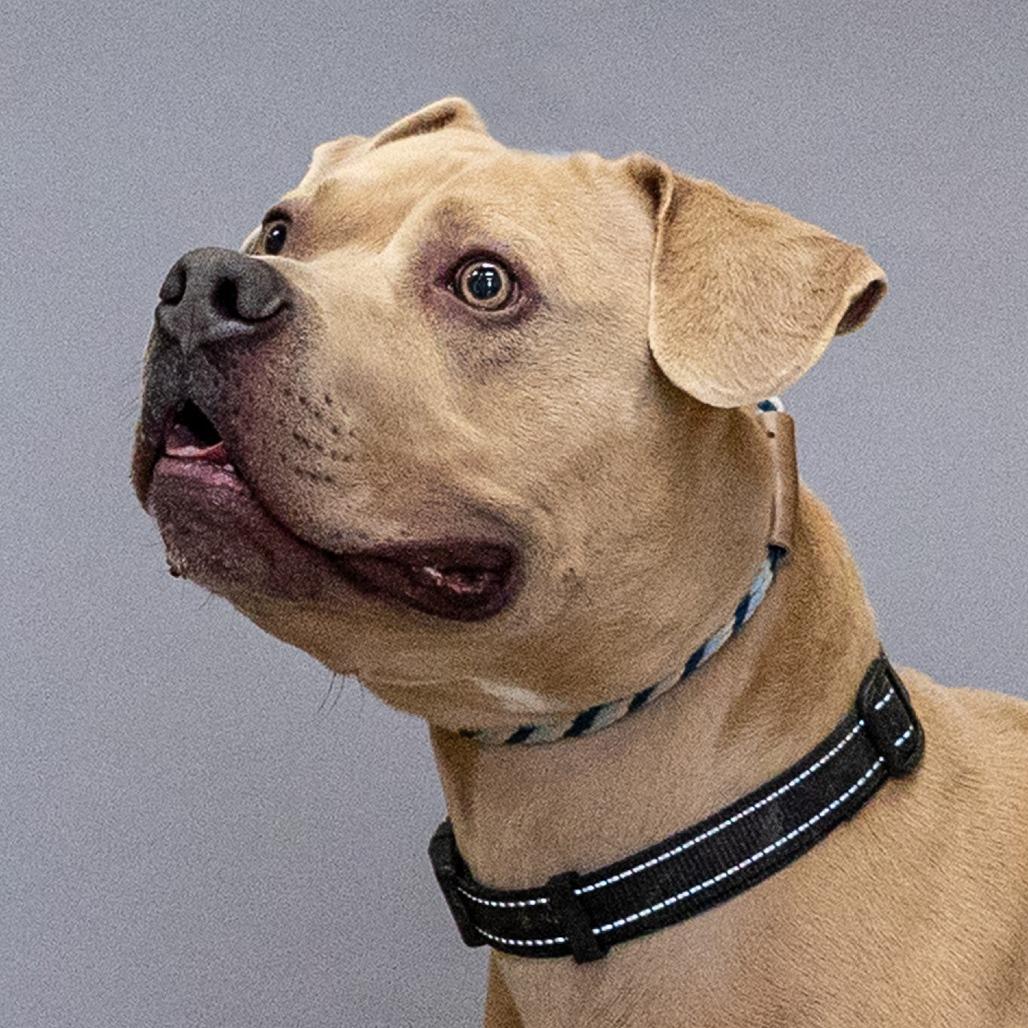 Enlarge Kozy, a Adoptable mixed breed in Council Bluffs, IA image 1/3