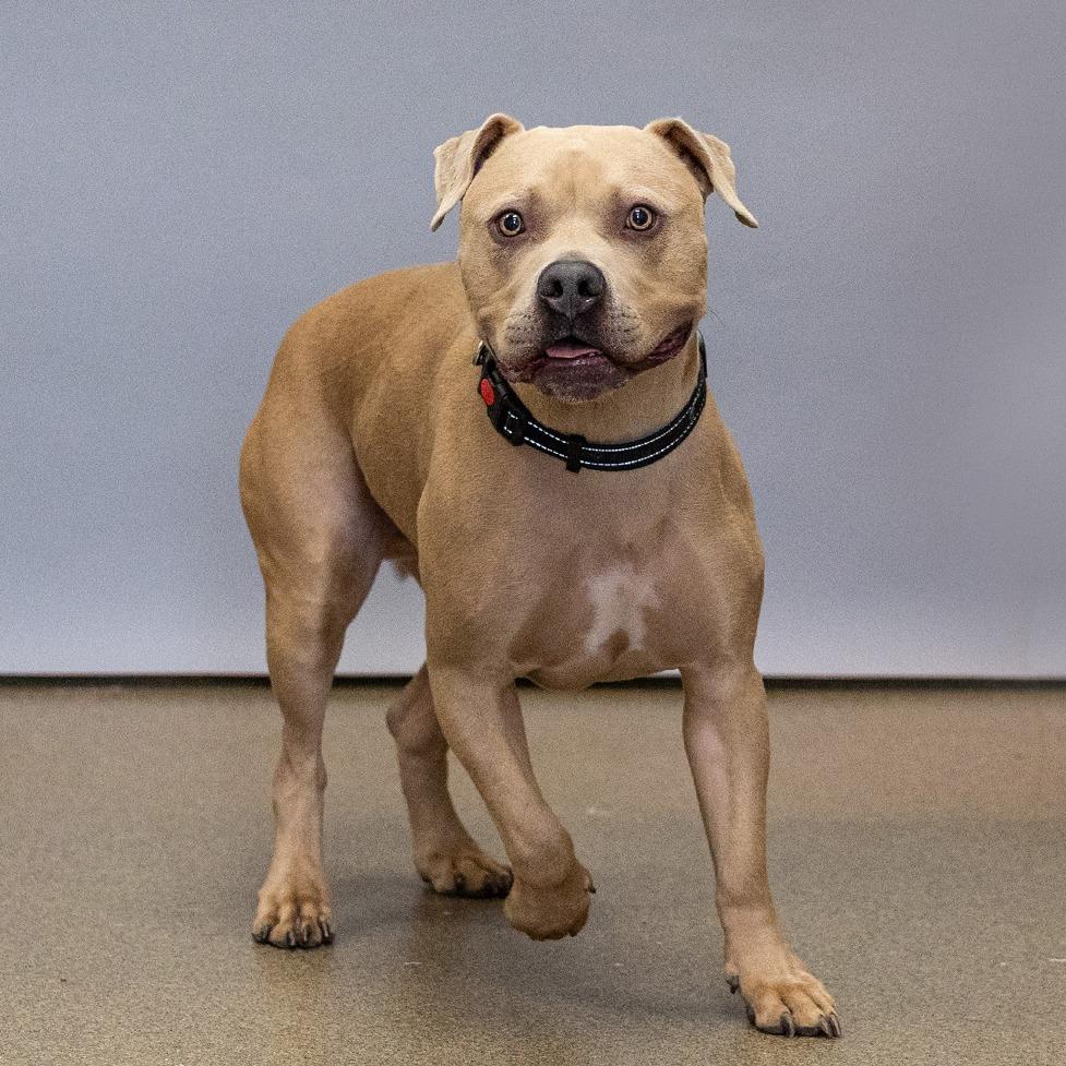 Enlarge Kozy, a Adoptable mixed breed in Council Bluffs, IA image 2/3