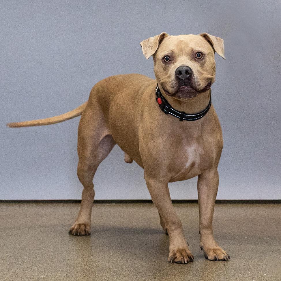 Enlarge Kozy, a Adoptable mixed breed in Council Bluffs, IA image 3/3