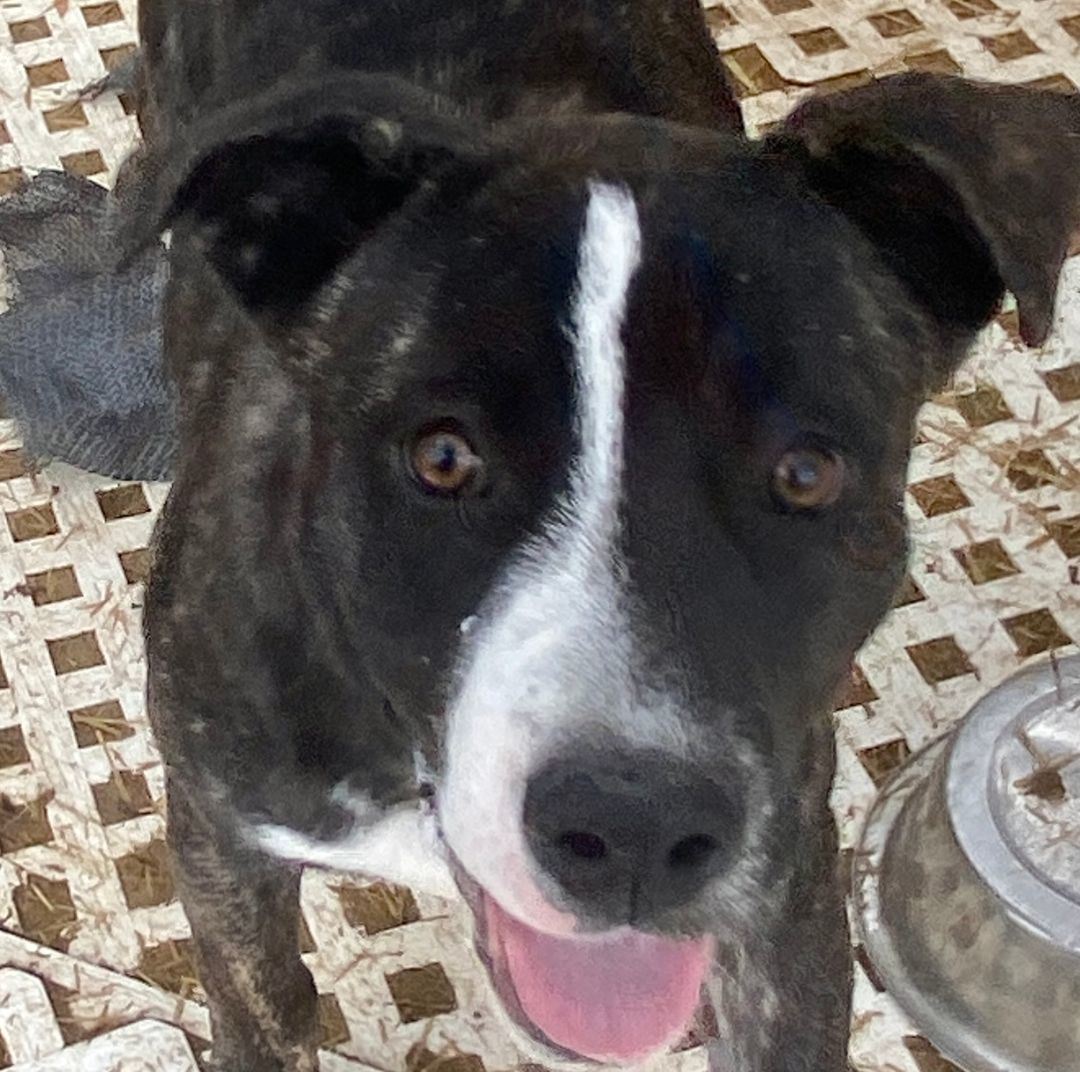 Suzy, a Adoptable American Staffordshire Terrier in Carson City, NV image 2/2