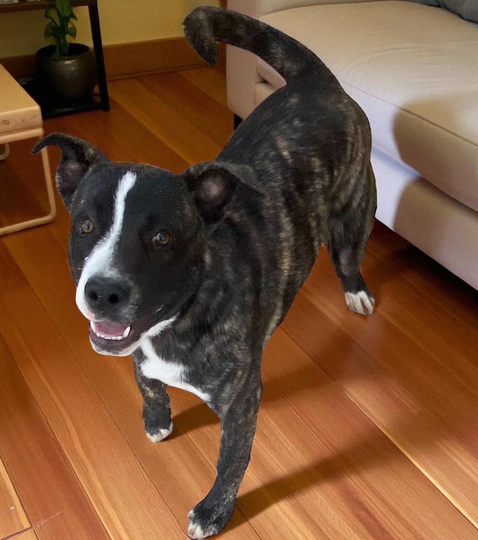 Suzy, an adoptable American Staffordshire Terrier in Carson City, NV, 89702 | Photo Image 1