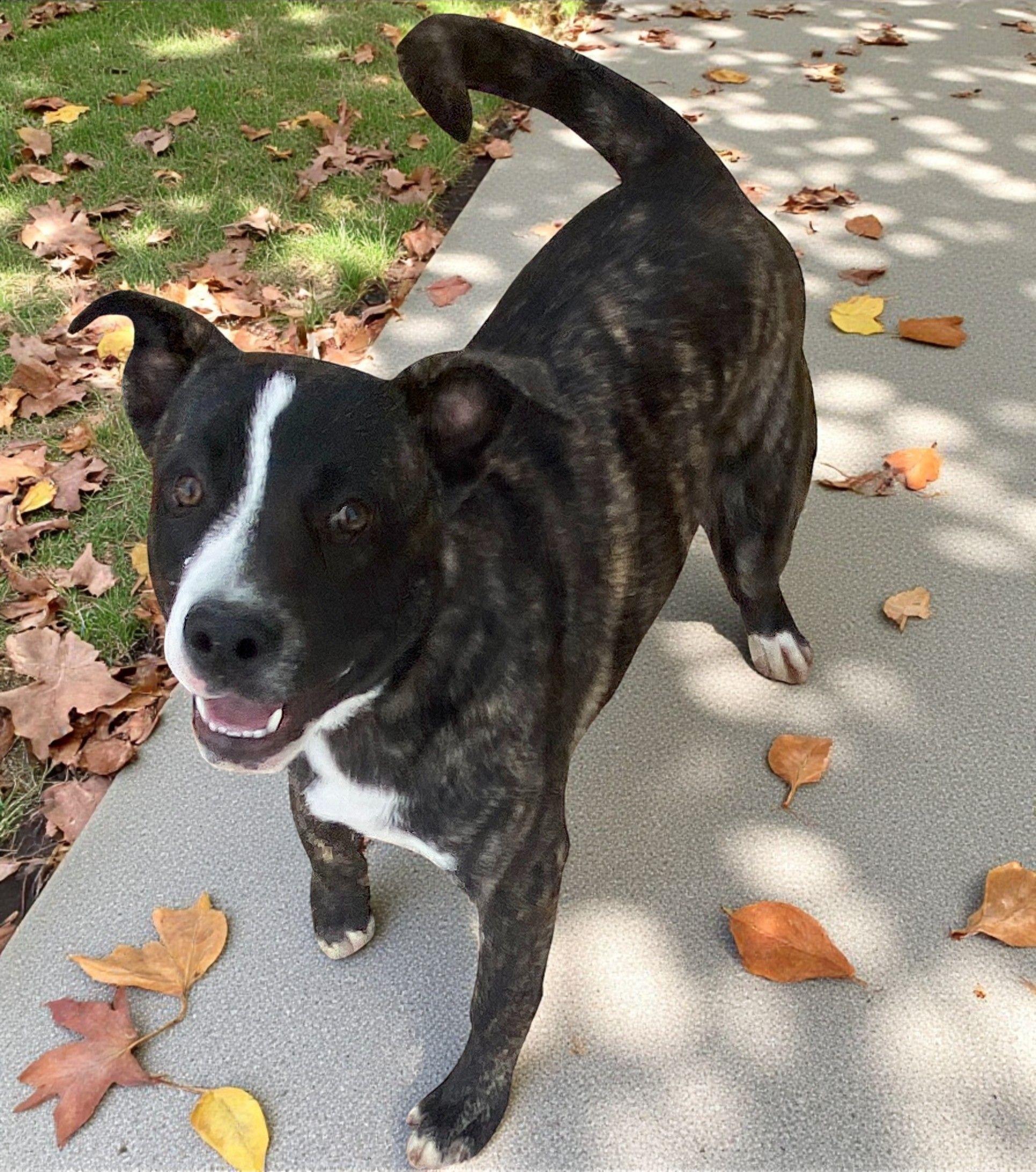 Suzy, Adoptable, Adult Female American Staffordshire Terrier.