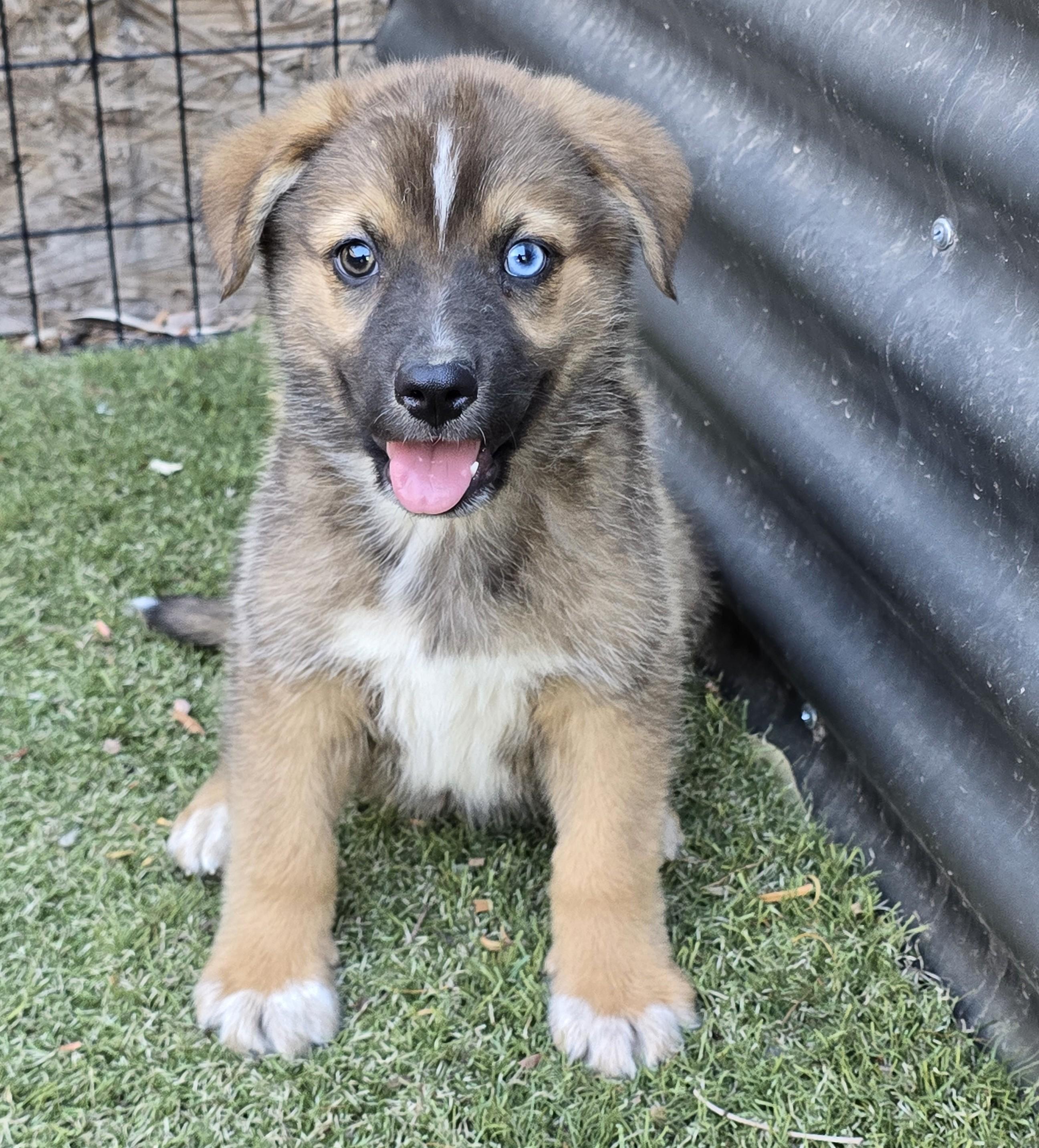 Enlarge Paddington, an adopted mixed breed in Apache Junction, AZ image 1/4
