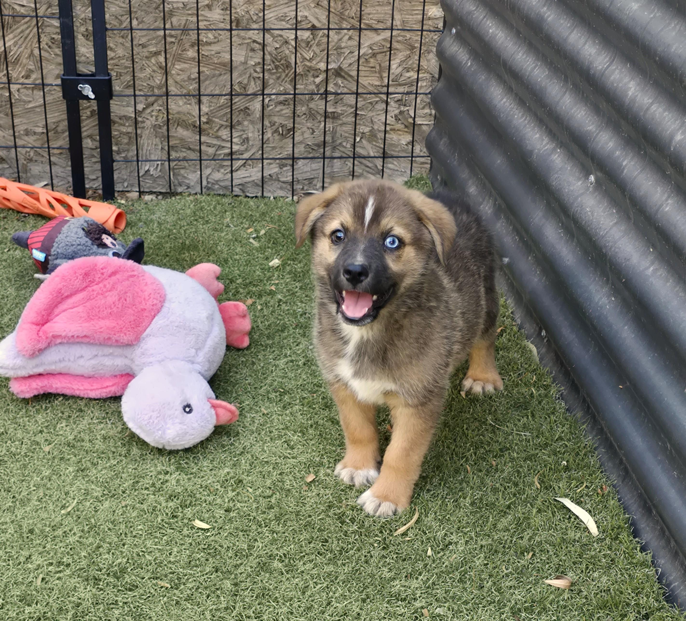 Enlarge Paddington, an adopted mixed breed in Apache Junction, AZ image 3/4
