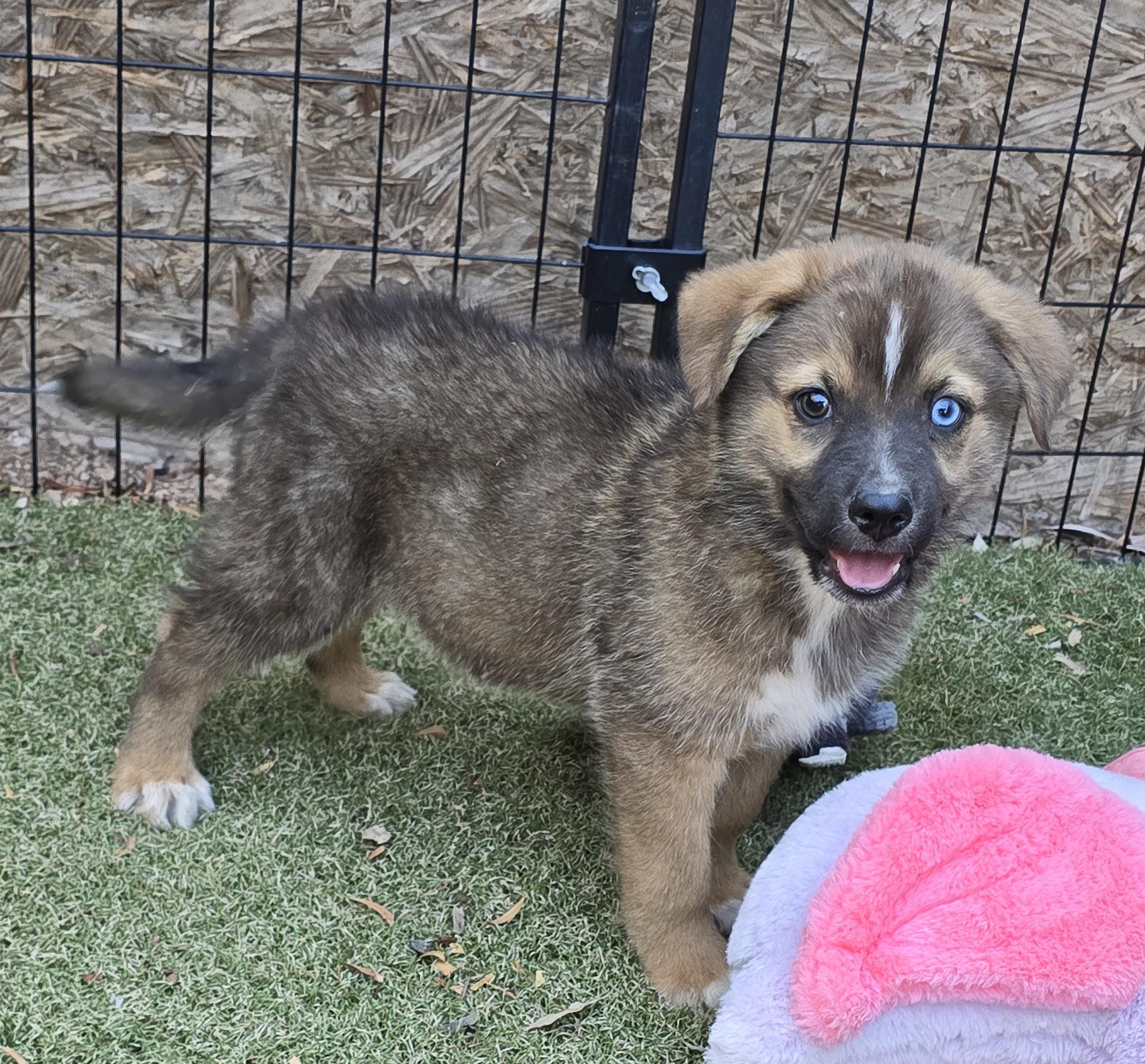 Enlarge Paddington, an adopted mixed breed in Apache Junction, AZ image 4/4