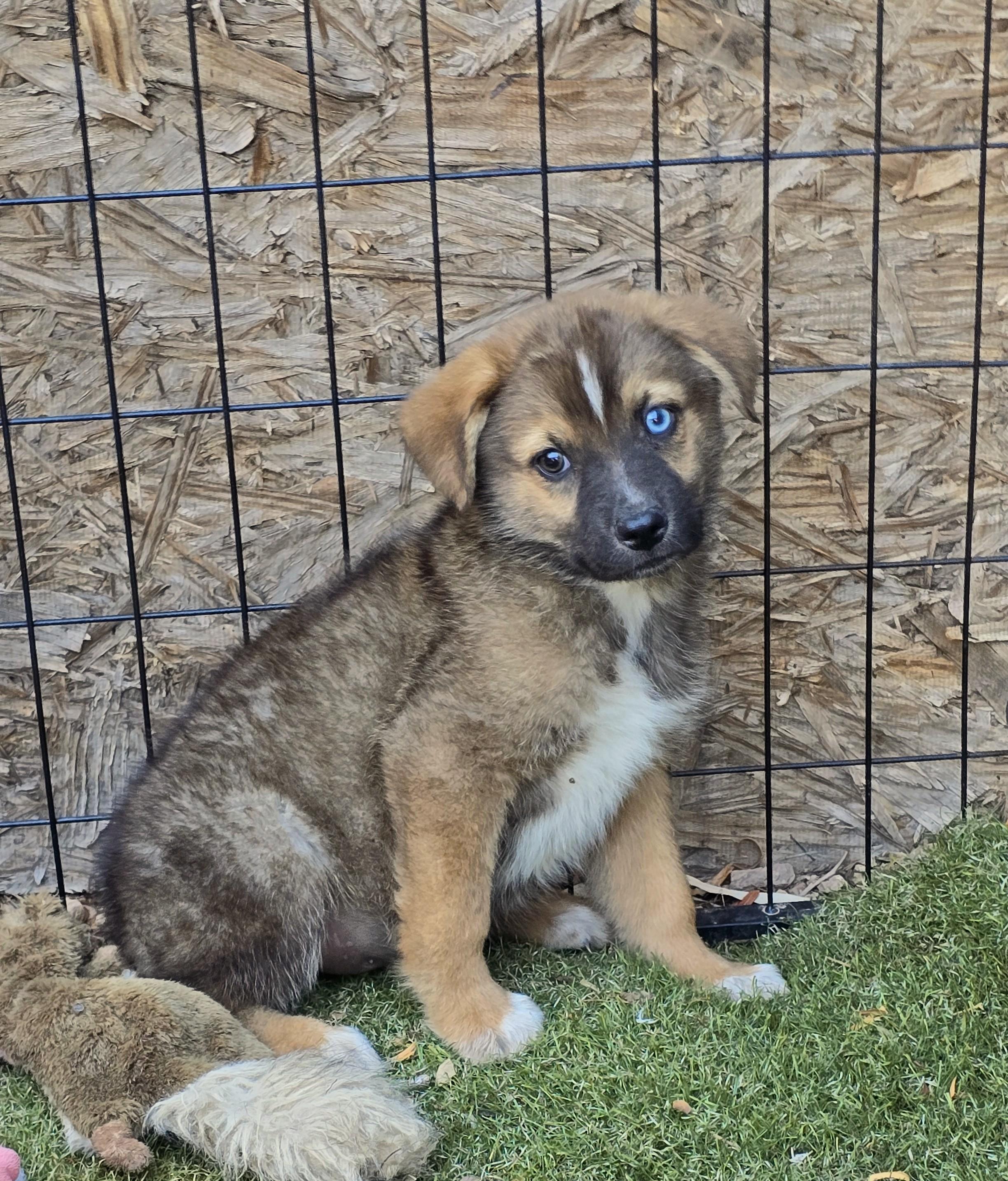 Enlarge Paddington, an adopted mixed breed in Apache Junction, AZ image 2/4