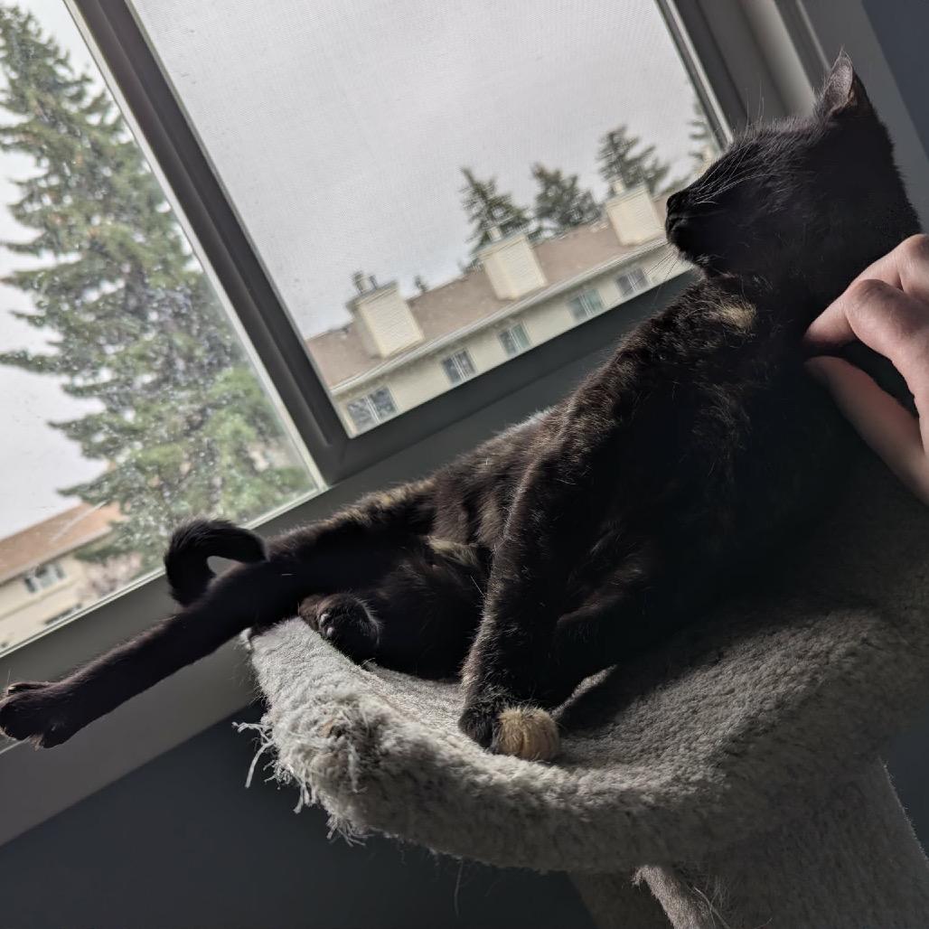 Lilith, Adoptable, Young Female Domestic Short Hair.