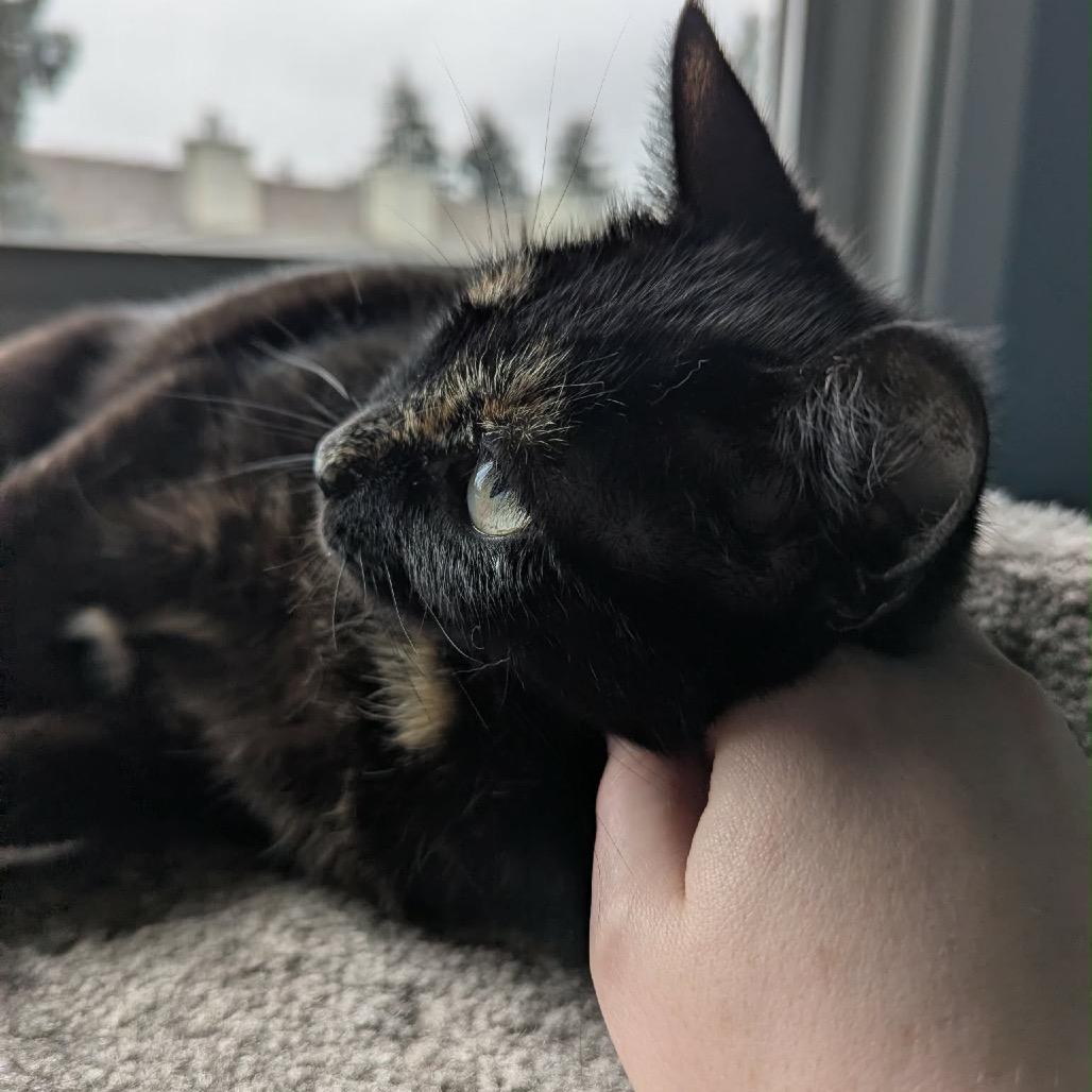 Enlarge Lilith, a Adoptable Domestic Short Hair in Calgary, AB image 2/6