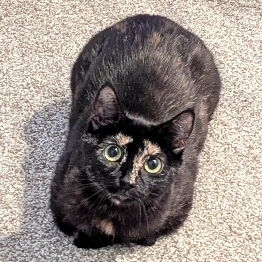 Enlarge Lilith, a Adoptable Domestic Short Hair in Calgary, AB image 3/6