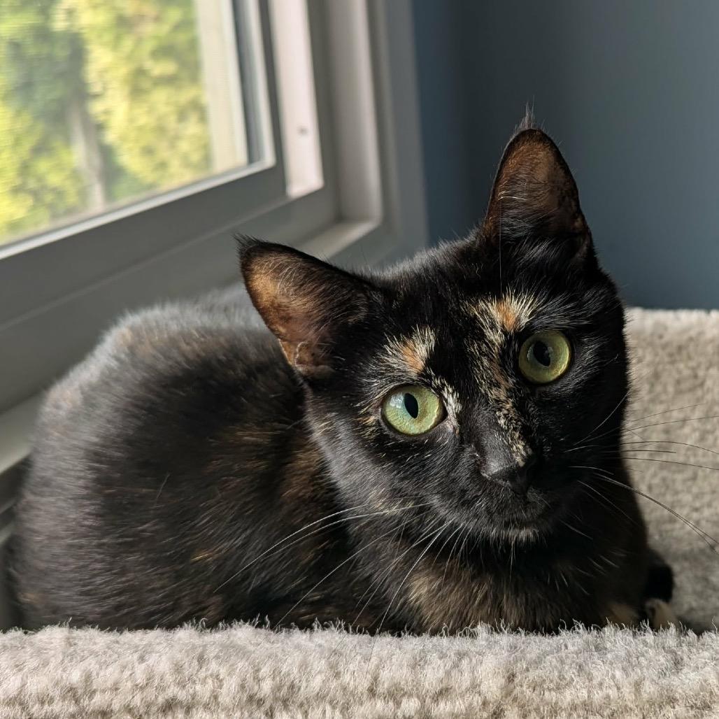 Enlarge Lilith, a Adoptable Domestic Short Hair in Calgary, AB image 4/6