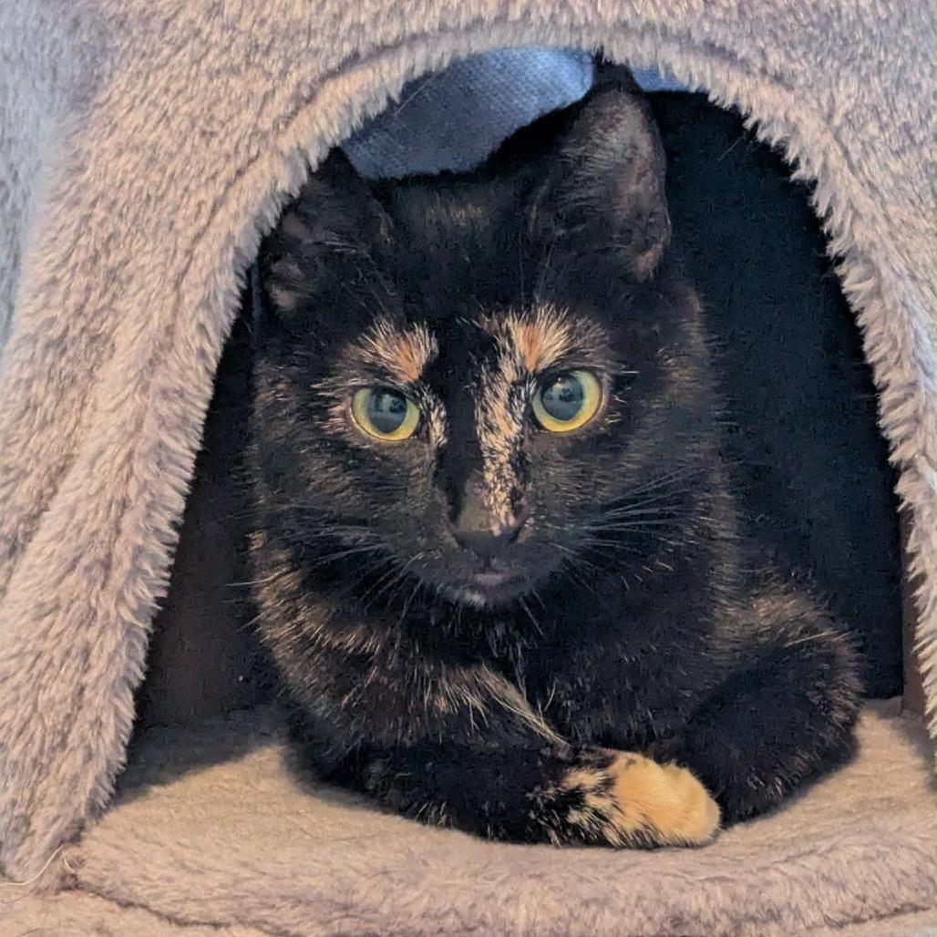 Lilith, a Adoptable Domestic Short Hair in Calgary, AB image 1/2
