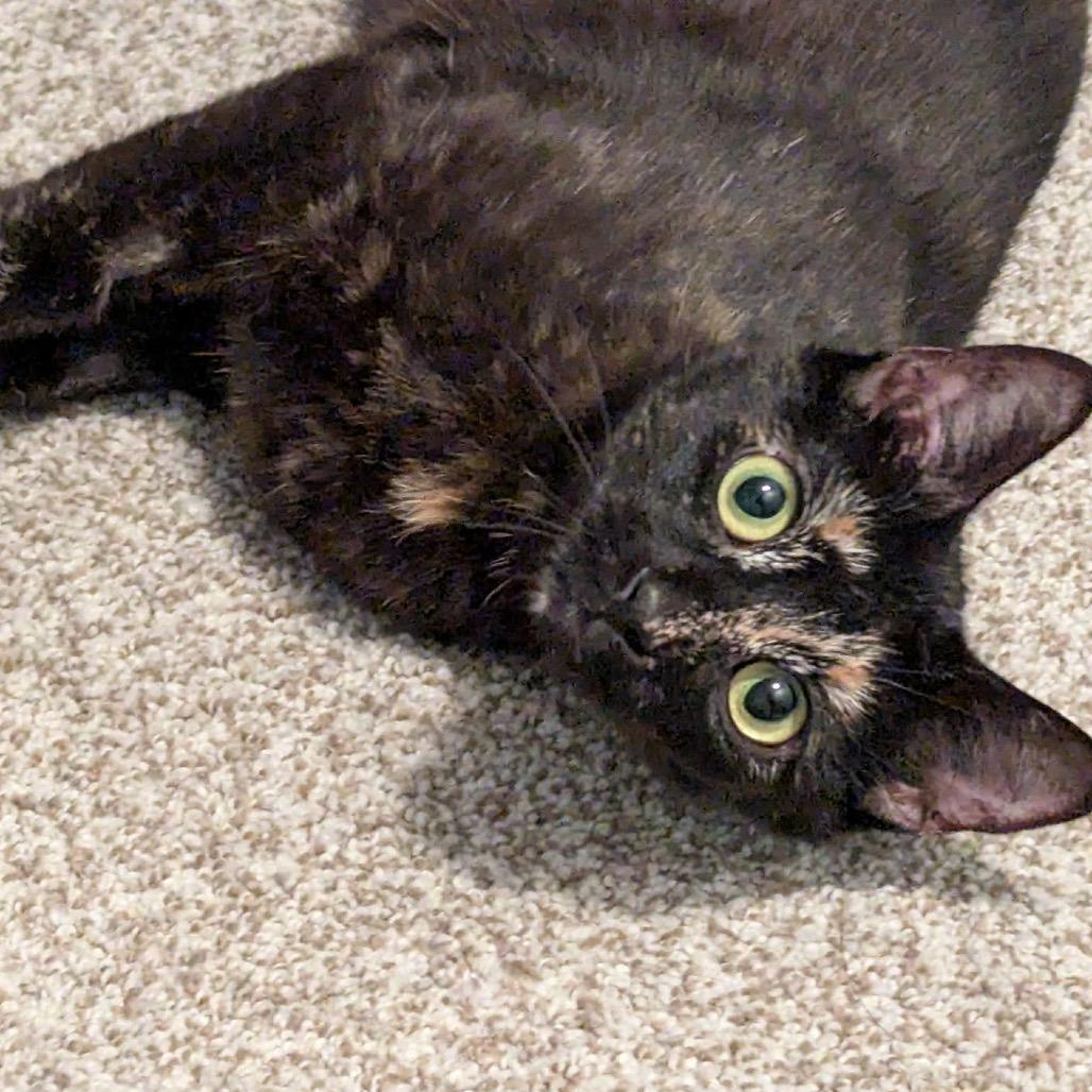 Enlarge Lilith, a Adoptable Domestic Short Hair in Calgary, AB image 5/6