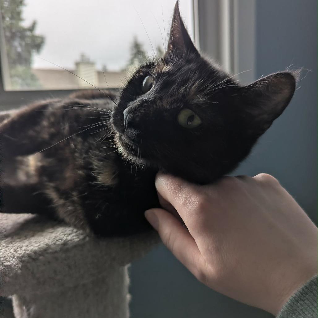 Enlarge Lilith, a Adoptable Domestic Short Hair in Calgary, AB image 6/6