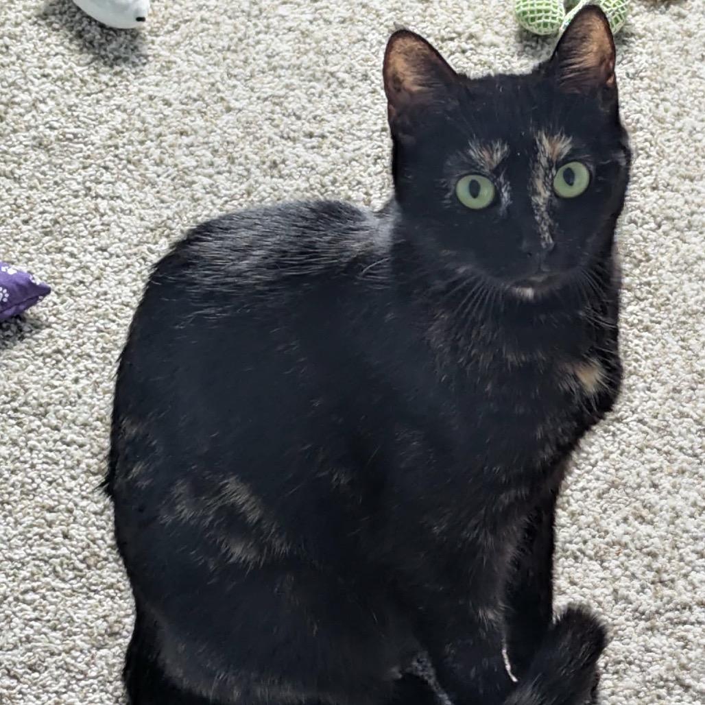 Lilith, a Adoptable Domestic Short Hair in Calgary, AB image 2/2