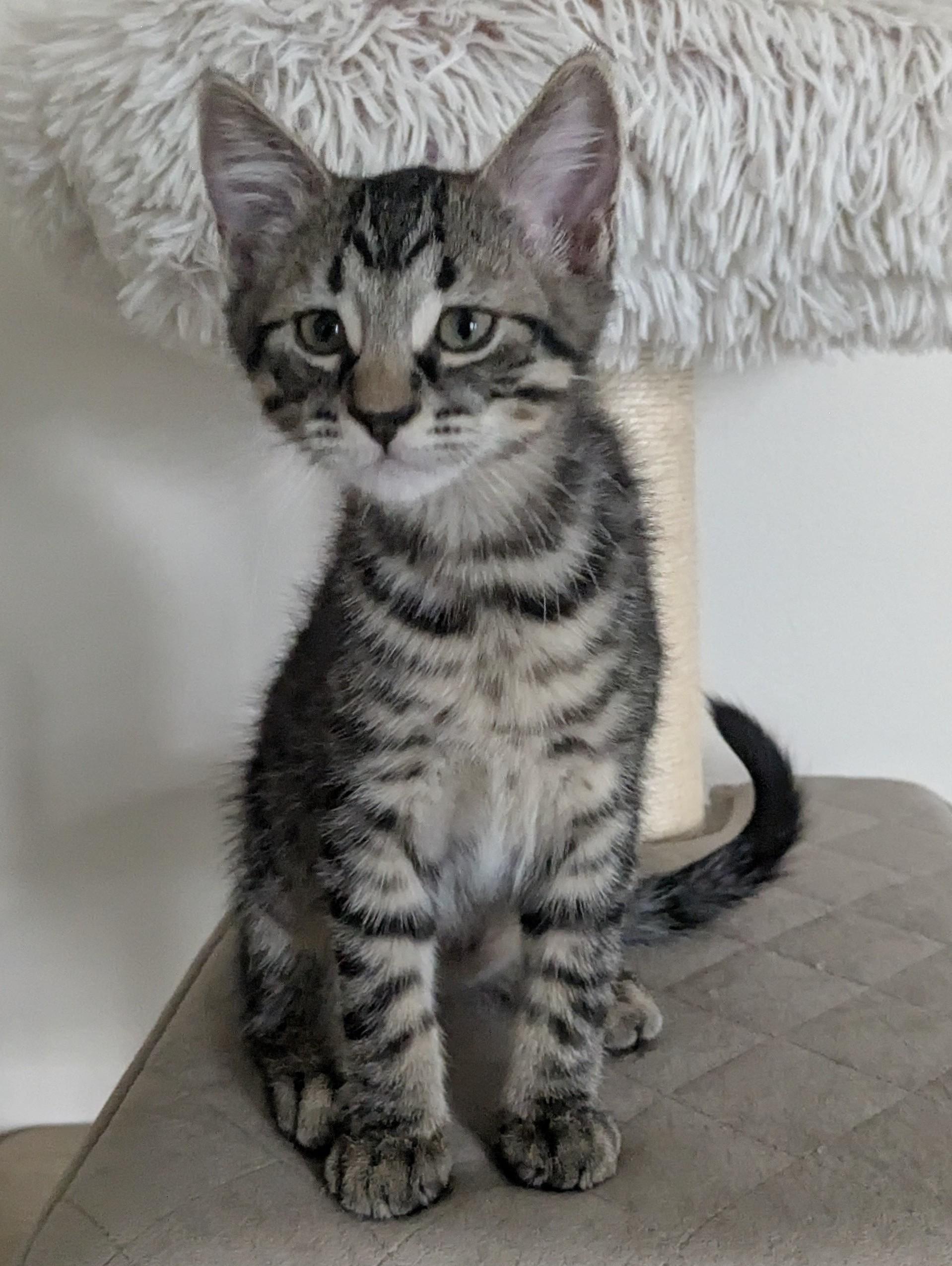 Kolton, Adoptable, Kitten Male Tabby.