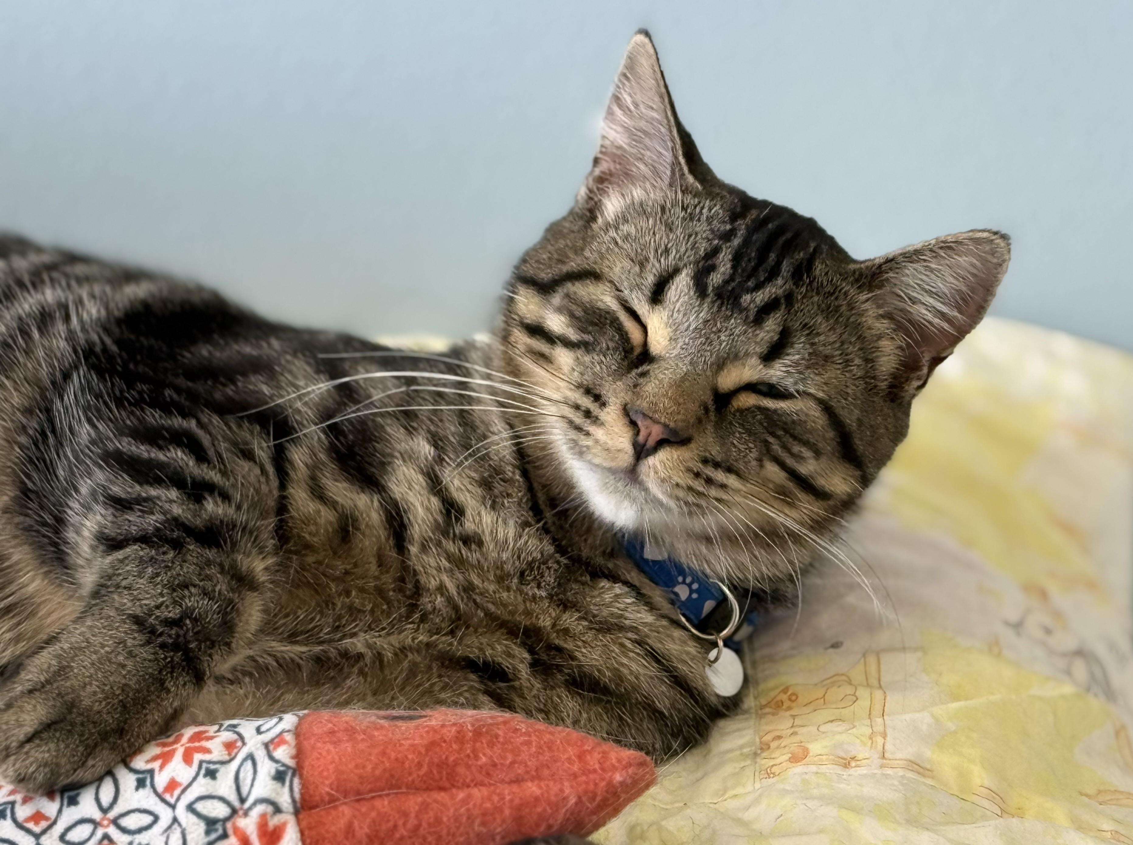 Kolten, Adoptable, Kitten Male Tabby.