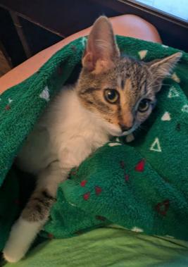 Belle, ADOPTABLE, Kitten Female Domestic Short Hair.